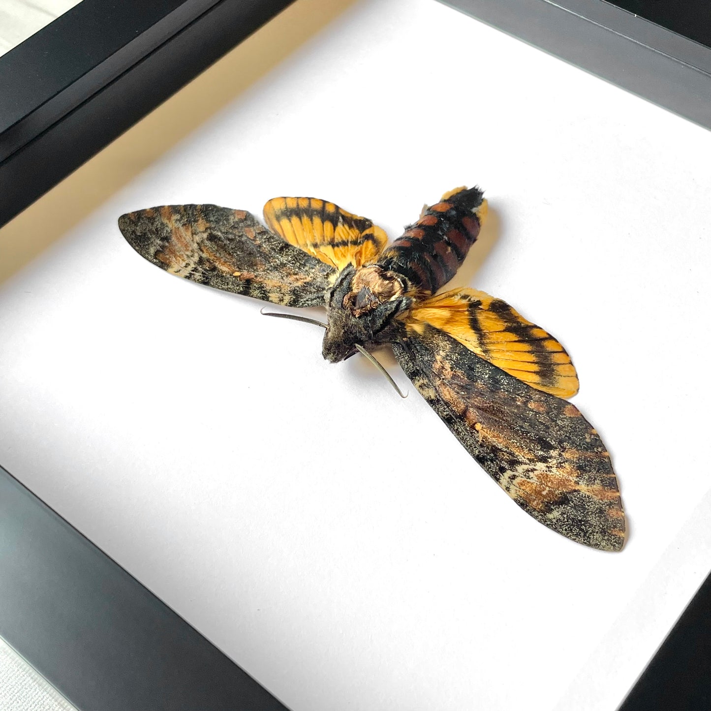 Lesser Death's Head Hawk Moth (Acherontia styx) Deep Shadow Box Frame Display Insect Bug