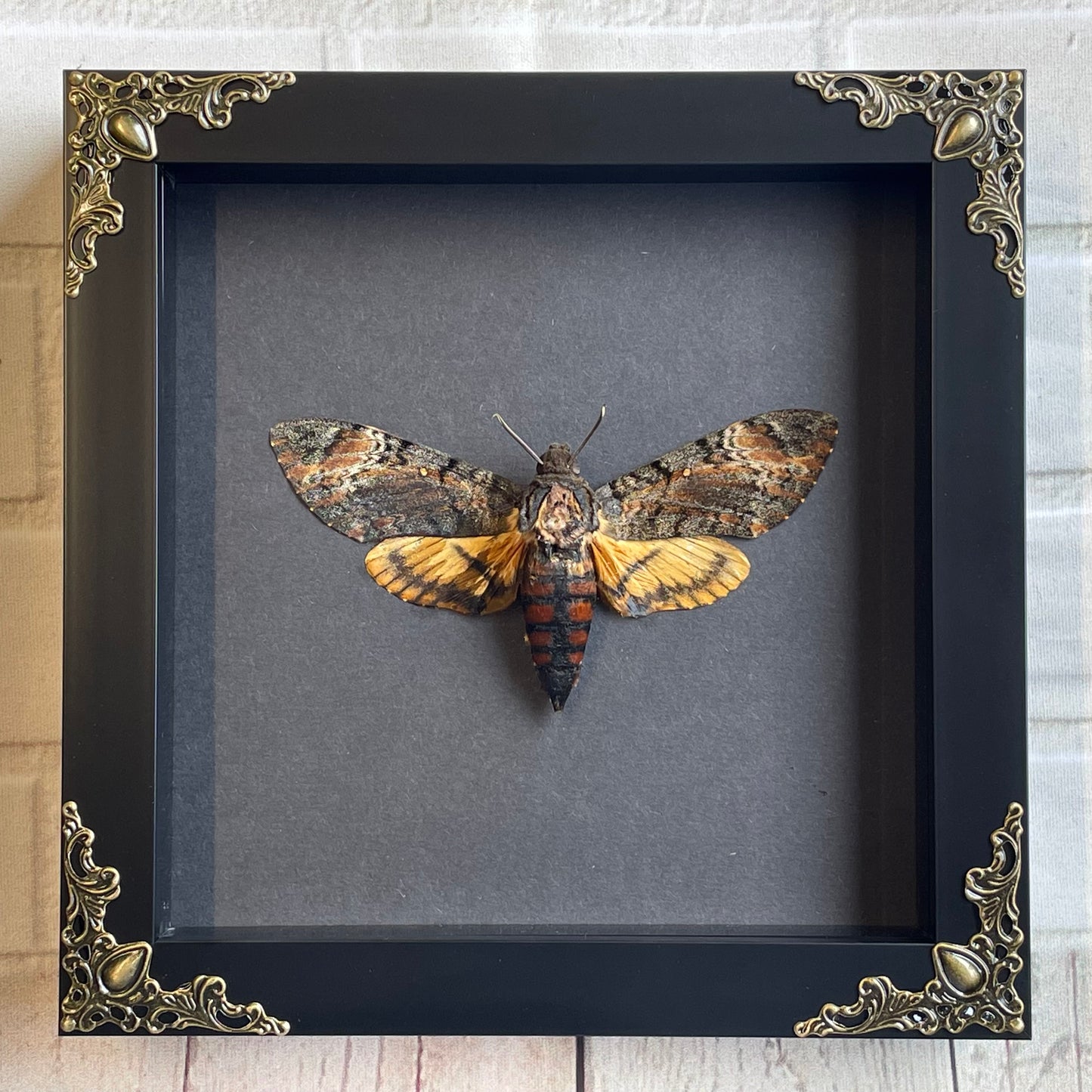 Lesser Death's Head Hawk Moth (Acherontia styx) in Deep Baroque Style Shadow Box Frame Display