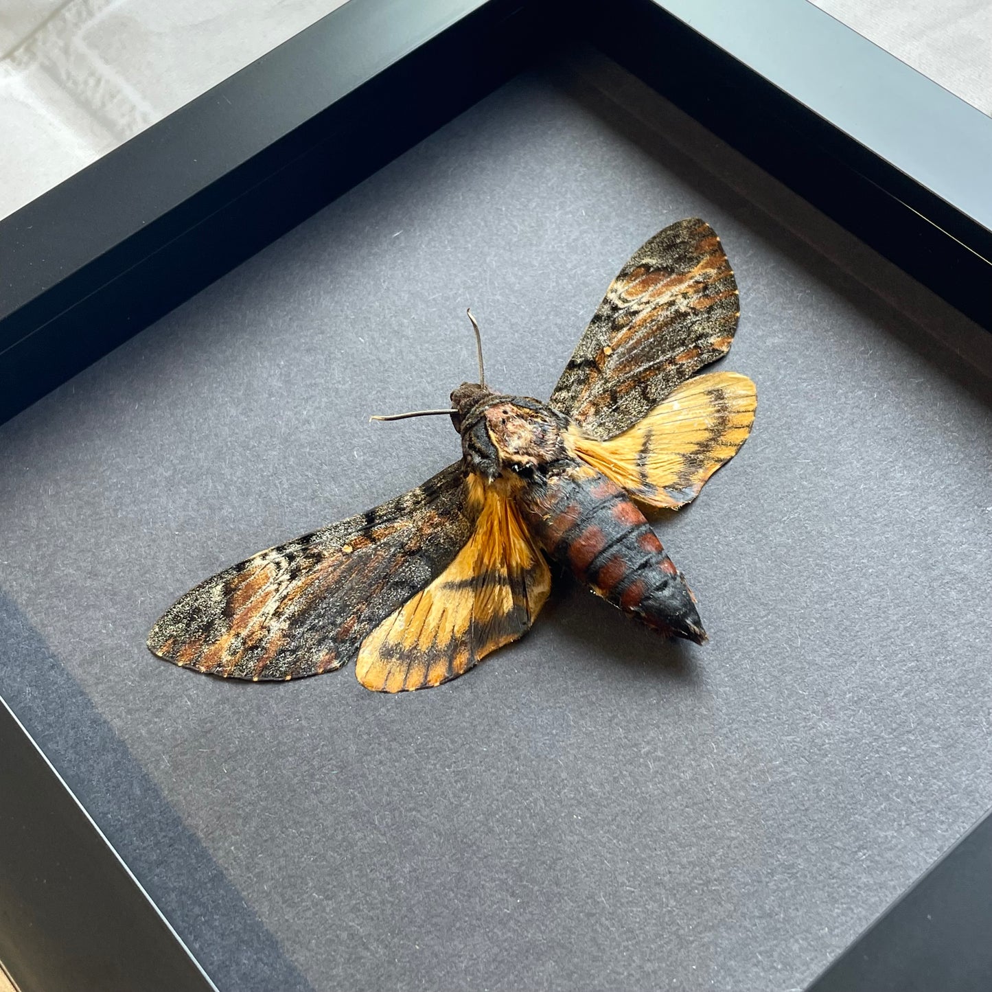 Lesser Death's Head Hawk Moth (Acherontia styx) in Deep Baroque Style Shadow Box Frame Display