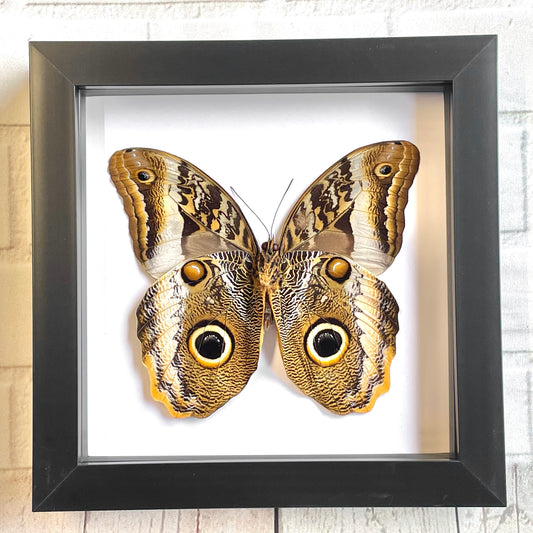 The Banded Giant Owl Butterfly (Caligo atreus) Deep Shadow Box Frame Display Insect Bug