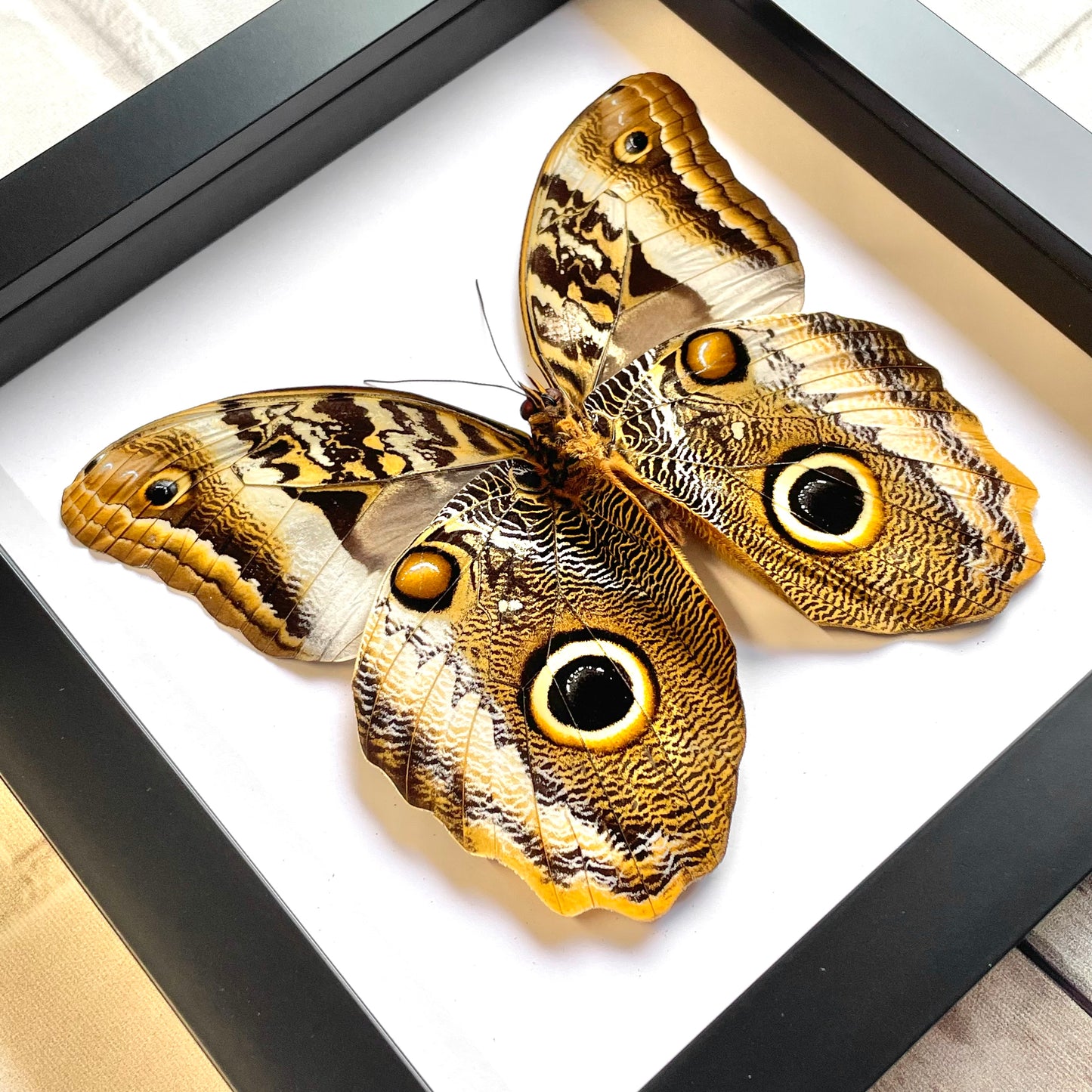 The Banded Giant Owl Butterfly (Caligo atreus) Deep Shadow Box Frame Display Insect Bug