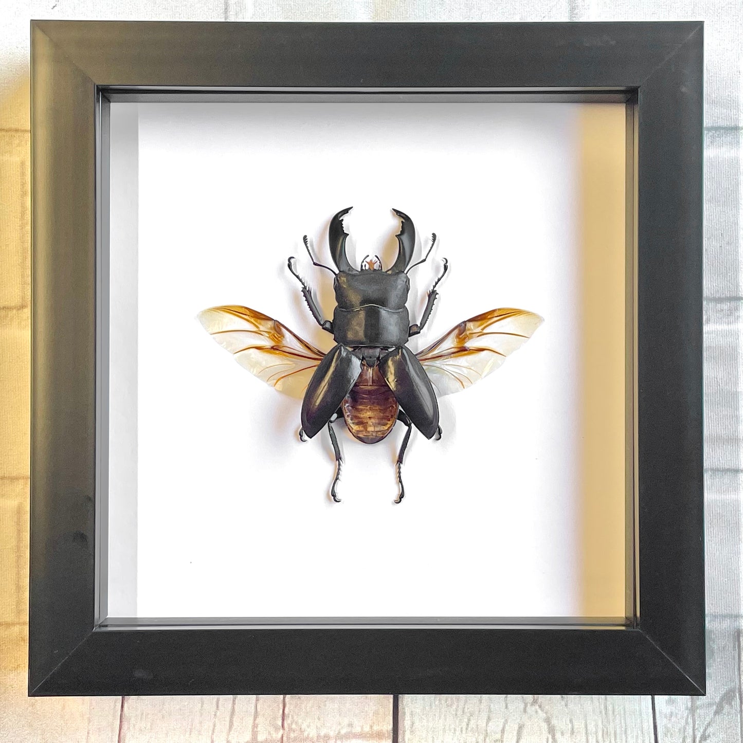 Giant Black Stag Beetle (Dorcus titanus) Deep Shadow Box Frame Display Insect Bug