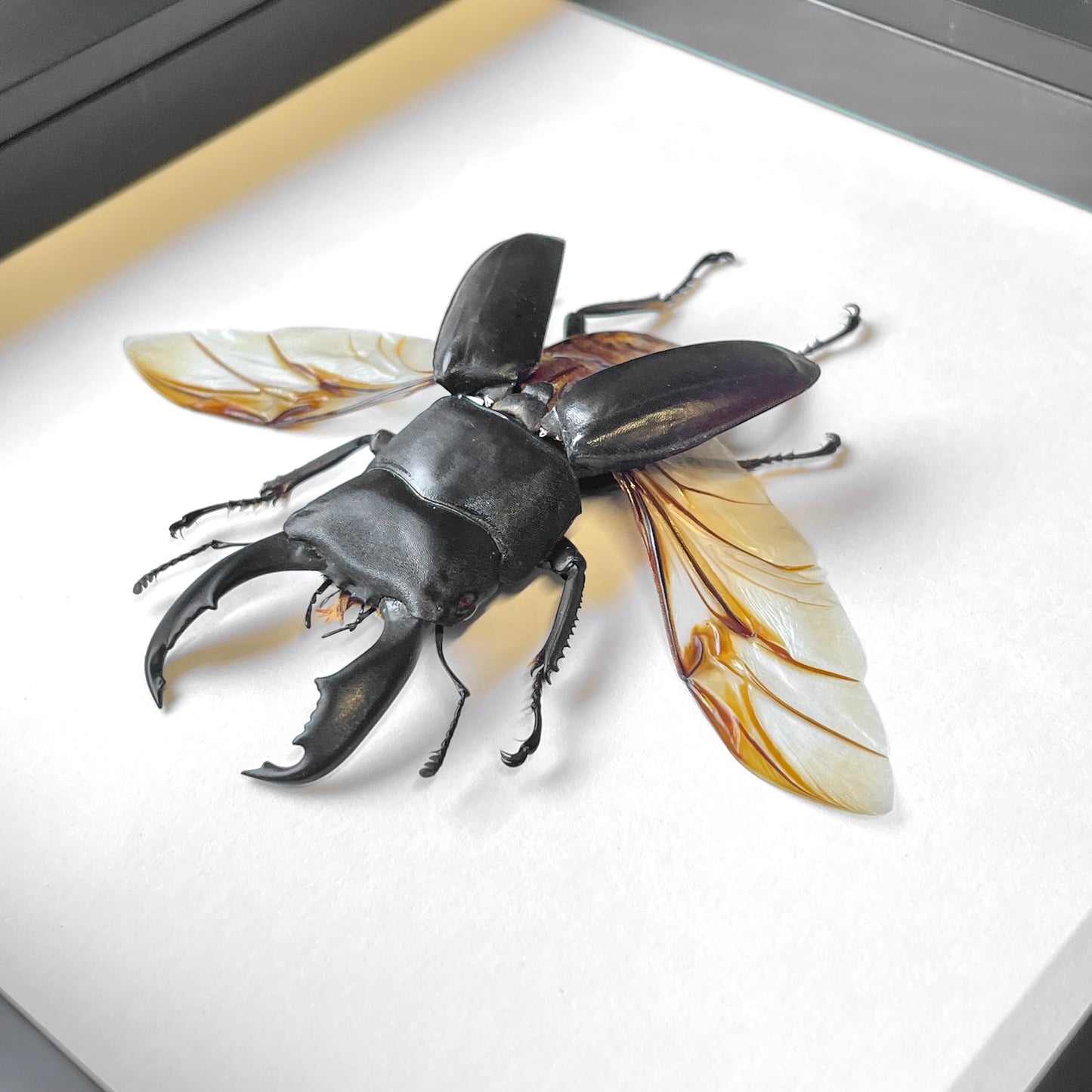 Giant Black Stag Beetle (Dorcus titanus) Deep Shadow Box Frame Display Insect Bug