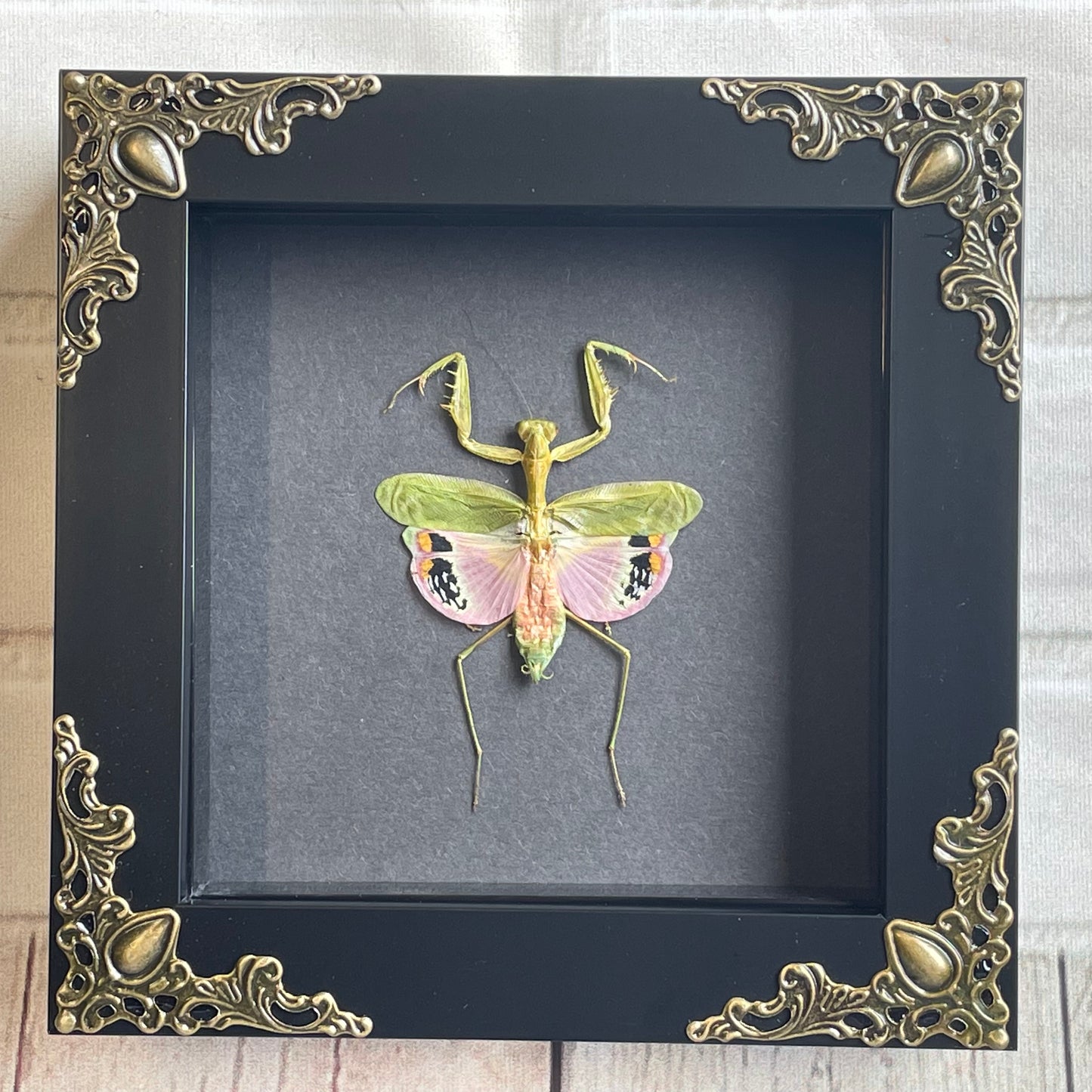 Pink Flower Mantis (Caliris elegans) Baroque Style Deep Shadow Box Frame Display Insect Bug