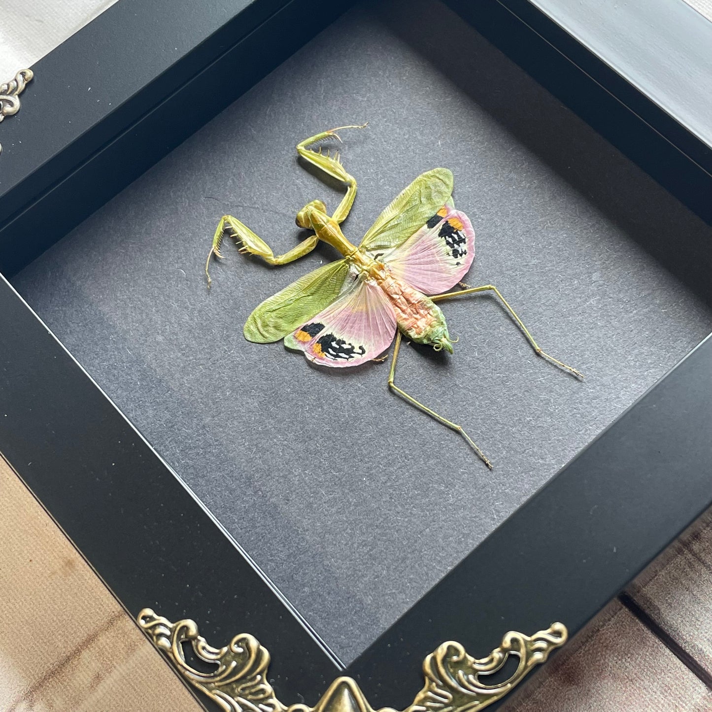 Pink Flower Mantis (Caliris elegans) Baroque Style Deep Shadow Box Frame Display Insect Bug