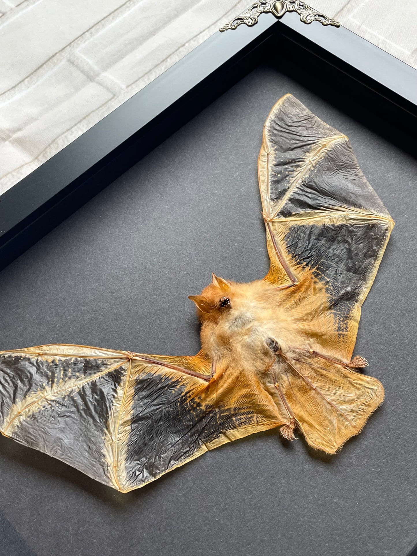 The Painted Bat (Kerivoula picta) in Baroque Deep Shadow Box Frame Display Insect Taxidermy