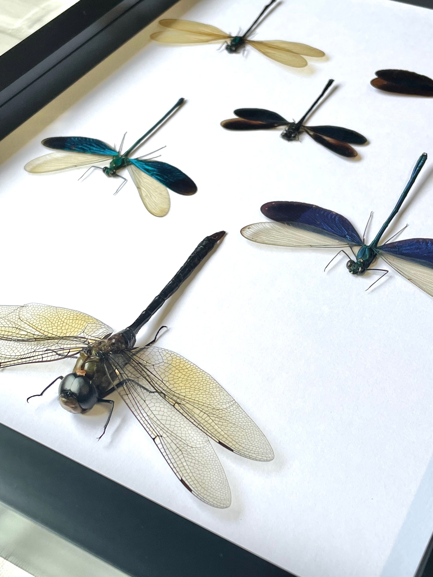 A Squadron of Dragonflies Deep Shadow Box Frame Display Insect Bug