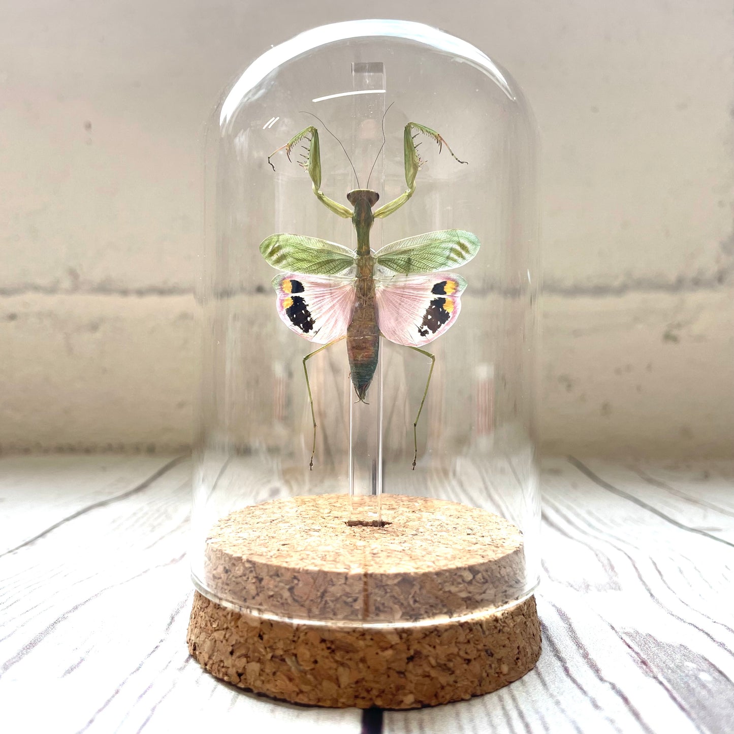 Pink Flower Mantis (Caliris elegans) Female in Glass Bell Cloche Dome Display Jar Insect