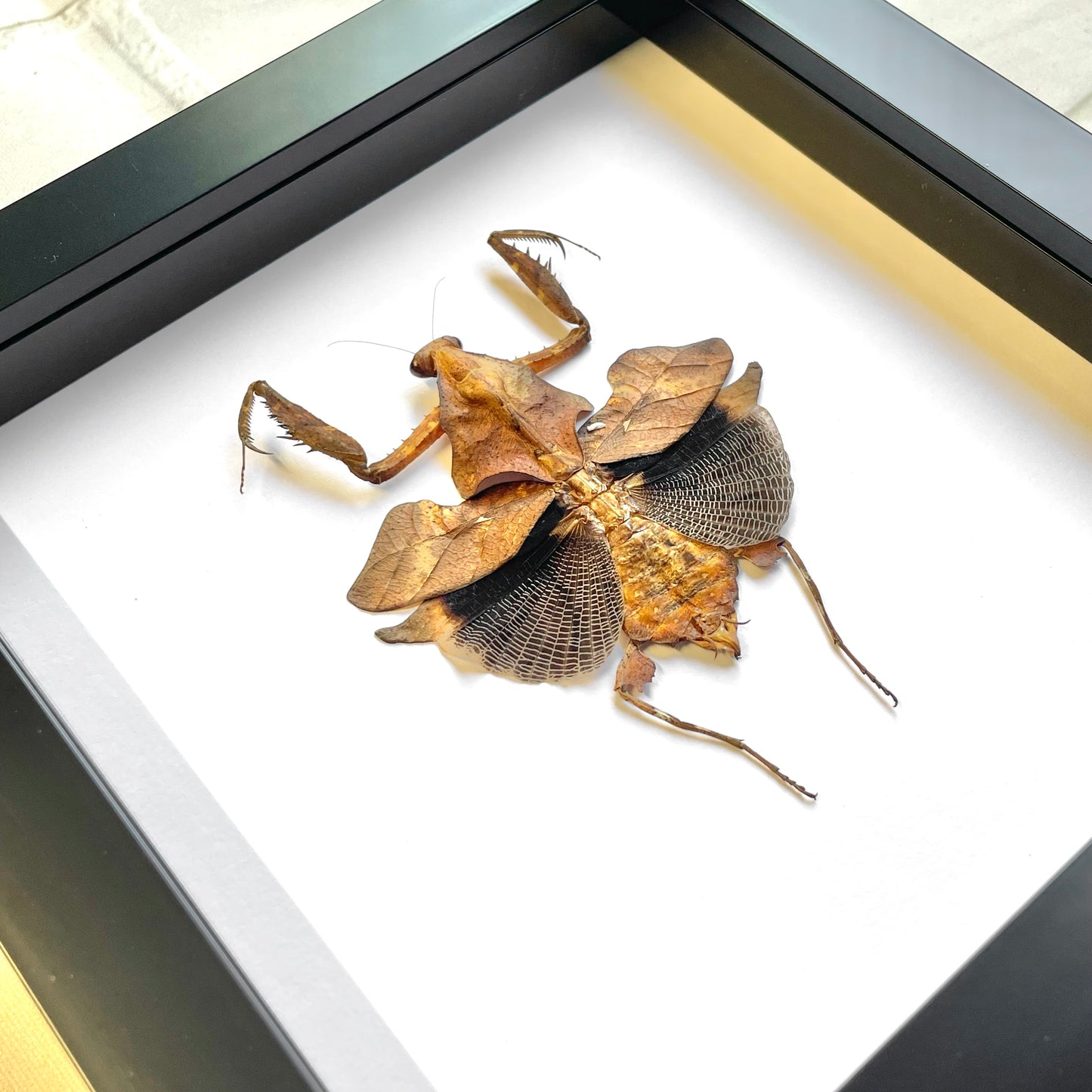 Southeast Asian Giant Dead Leaf Mantis (Deroplatys lobata) Deep Shadow Box Frame Display Beetle Insect Bug