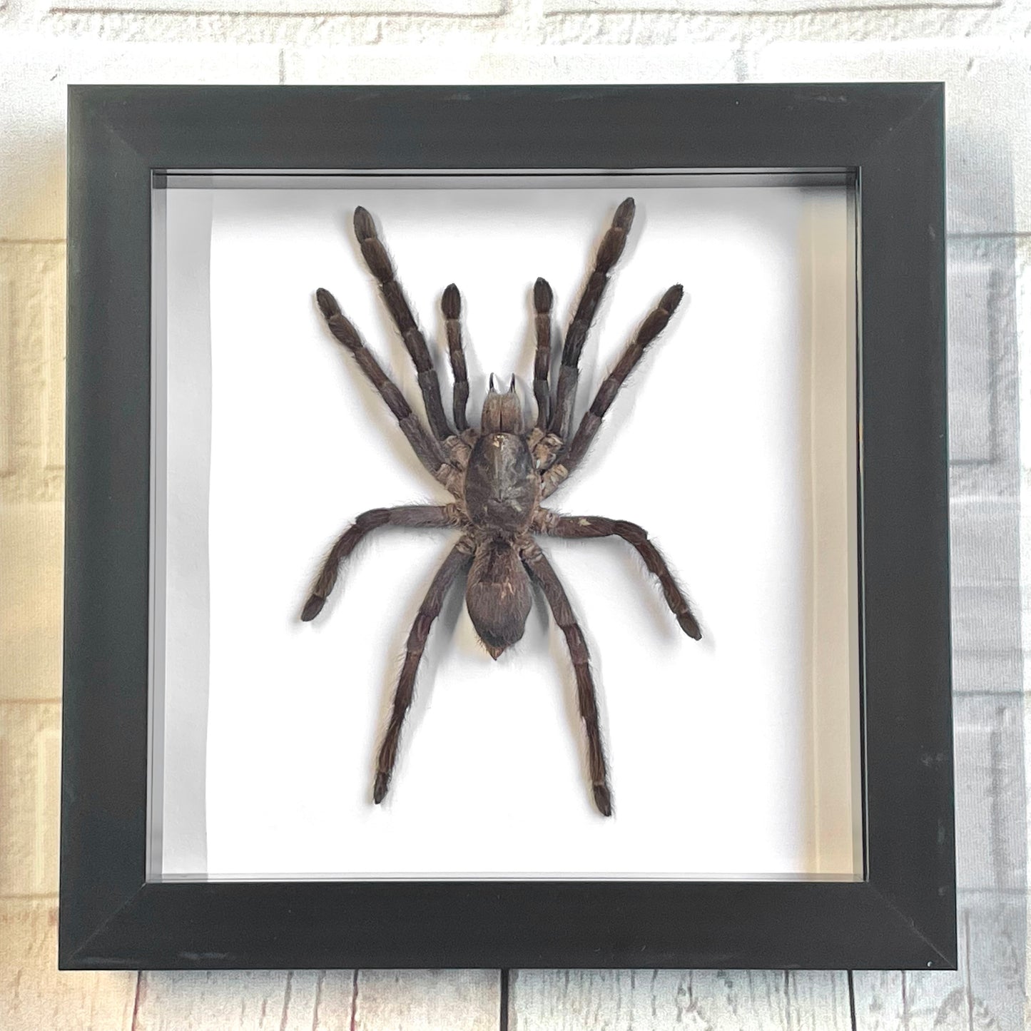 Java Earth Tiger Tarantula Spider (Selenocosmia javanensis) Deep Shadow Box Frame Display Insect Bug