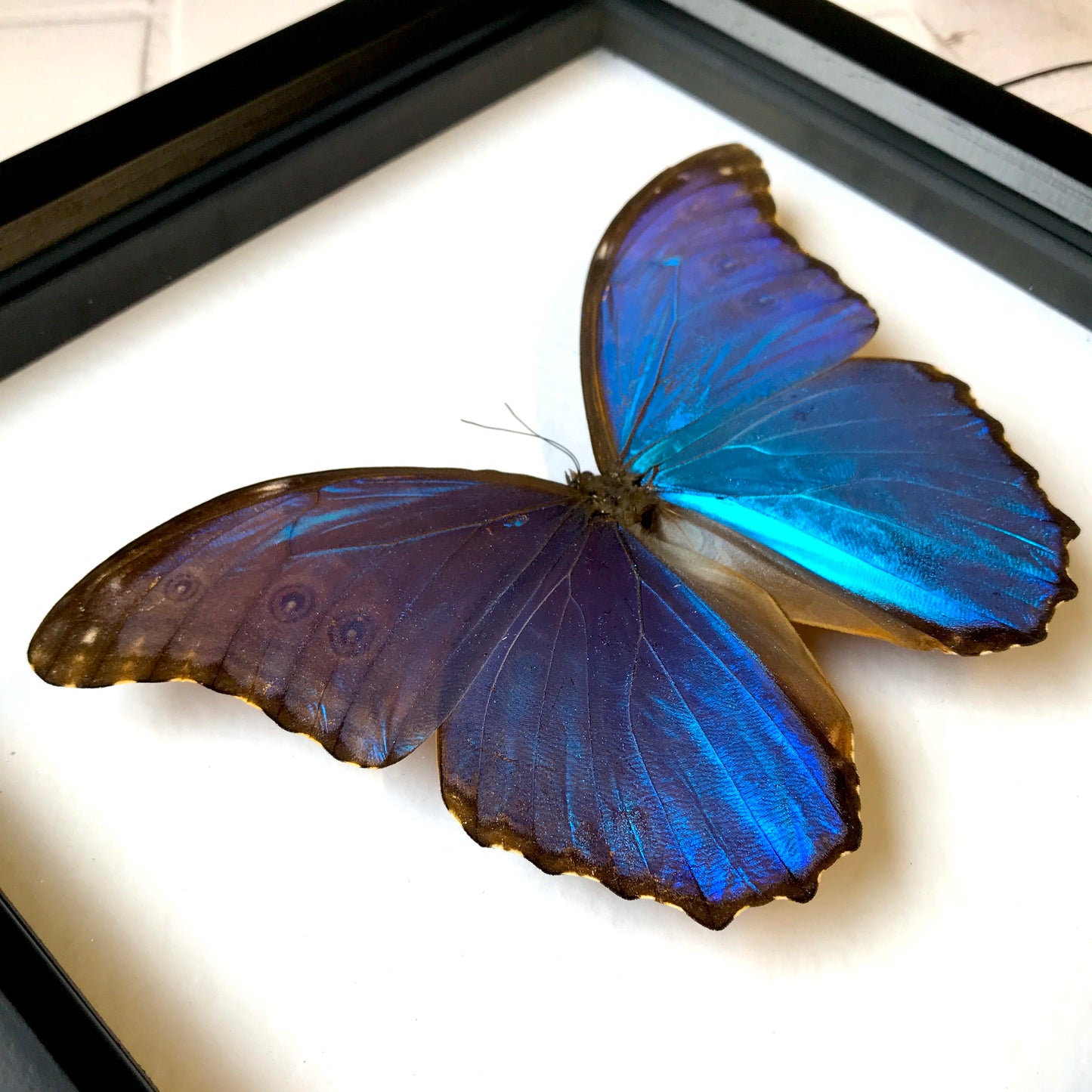 Giant Blue Morpho Butterfly (Morpho didius) Deep Shadow Box Frame Display Insect Bug