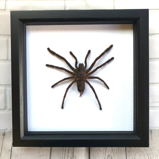 Giant Tarantula Bird Eating Spider (Haplopelma minax) Deep Shadow Box Frame Display Insect Bug