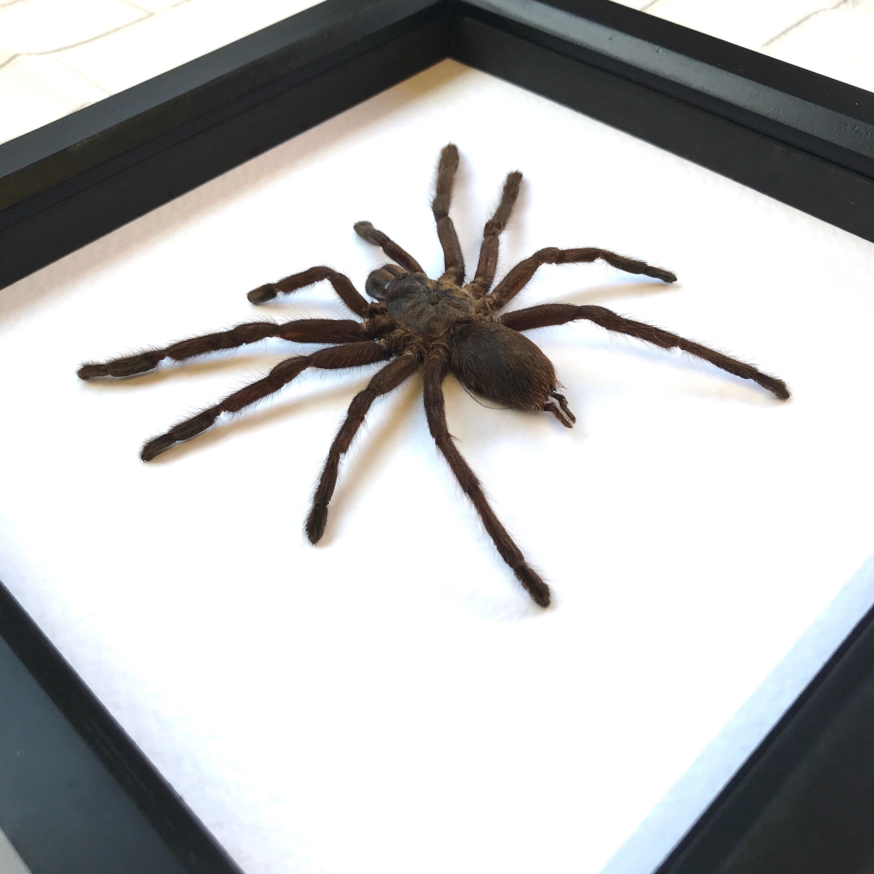 Malaysian Bird-Eating Tarantula (Haplopelma sp.) | Framed Arachnid Wall Decor | selling Unique Taxidermy Collectables | 8.75 x 8.75 in. Gift Wrapped