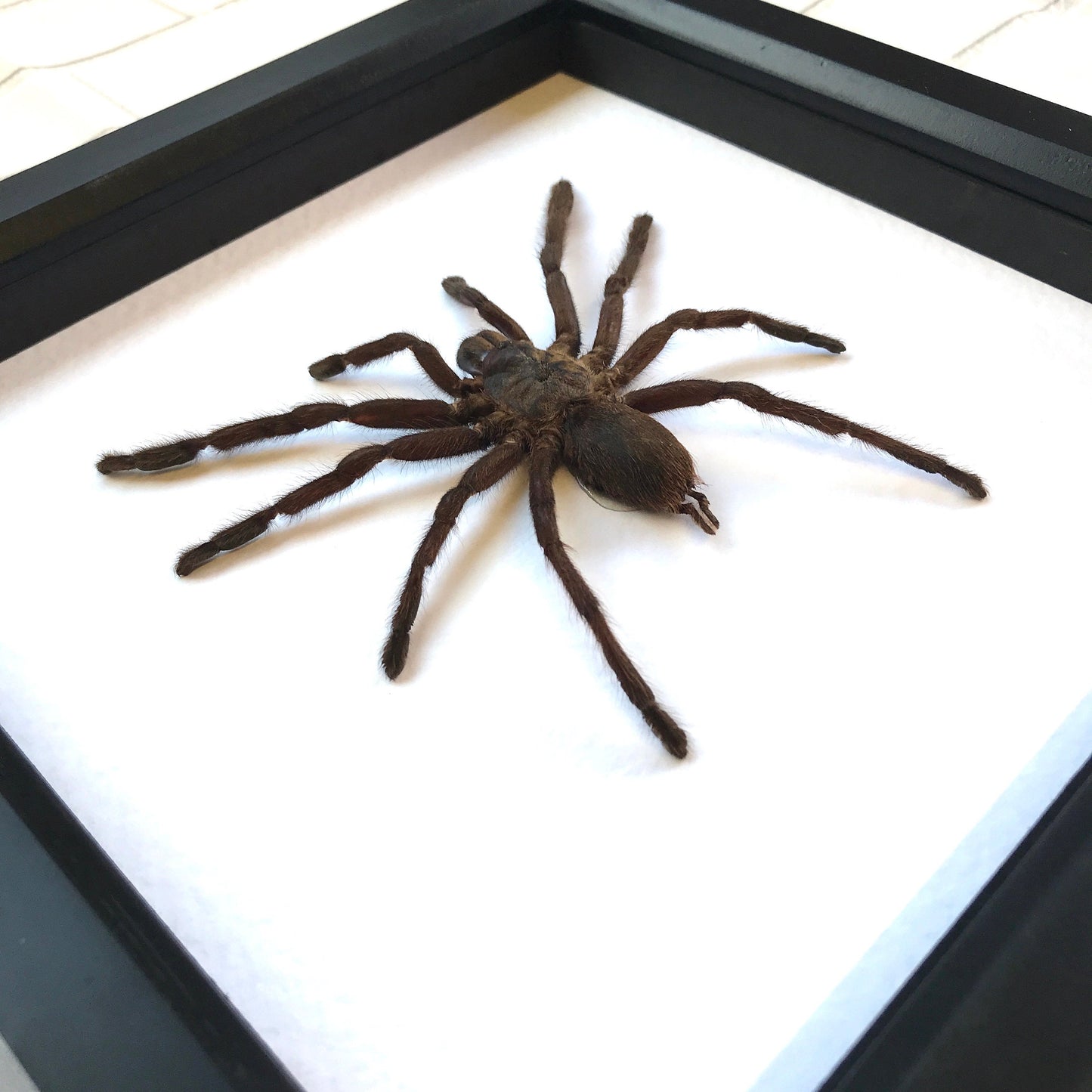 Giant Tarantula Bird Eating Spider (Haplopelma minax) Deep Shadow Box Frame Display Insect Bug