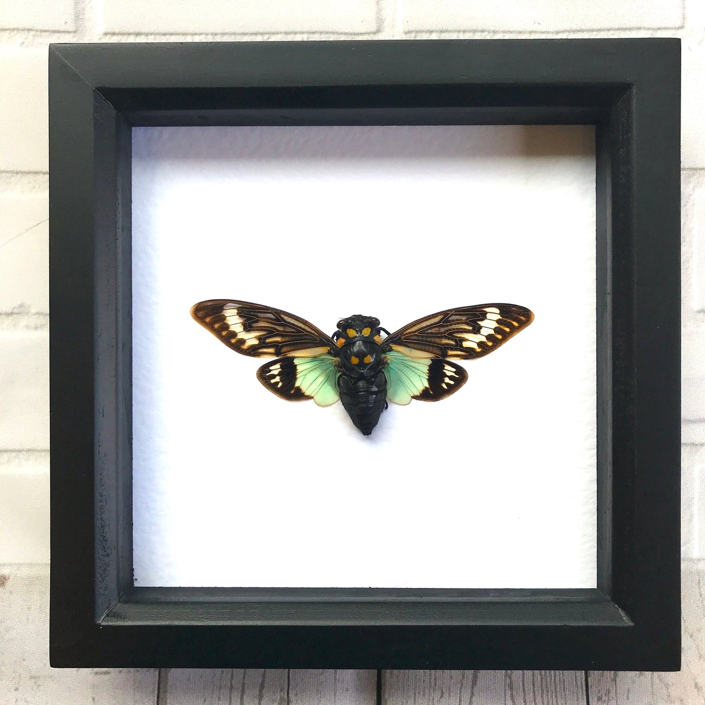 Turquoise Wing Cicada (Tosena splendida) Shadow Box Frame Display Beetle Bug Insect