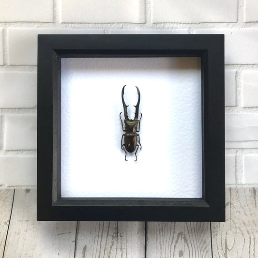 Golden Metallic Stag Beetle (Cyclommatus metallifer) Deep Shadow Box Frame Display Insect Bug