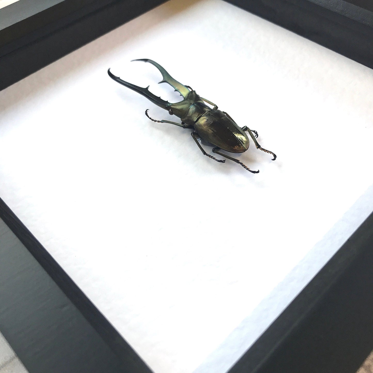 Golden Metallic Stag Beetle (Cyclommatus metallifer) Deep Shadow Box Frame Display Insect Bug