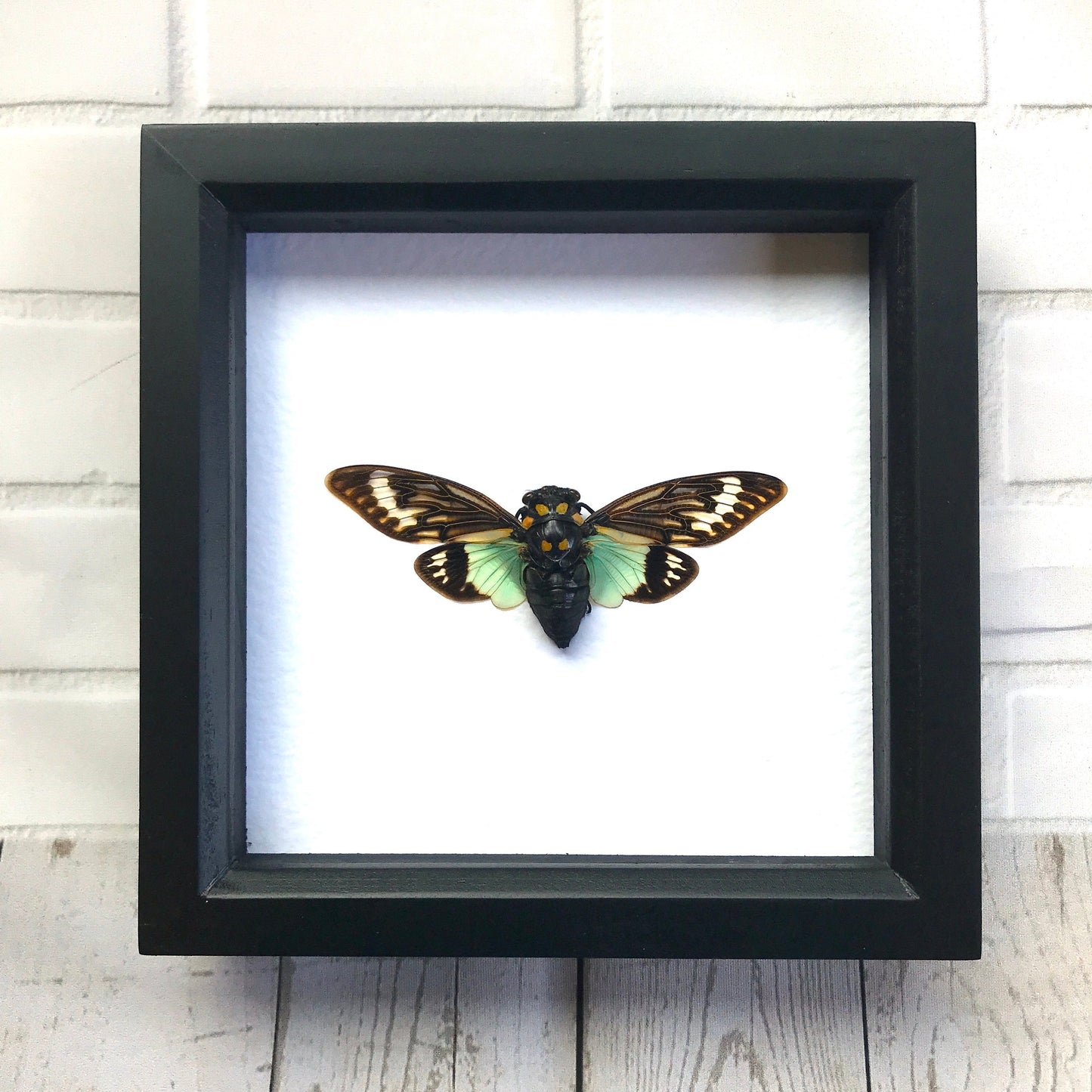 Turquoise Wing Cicada (Tosena splendida) Shadow Box Frame Display Beetle Bug Insect