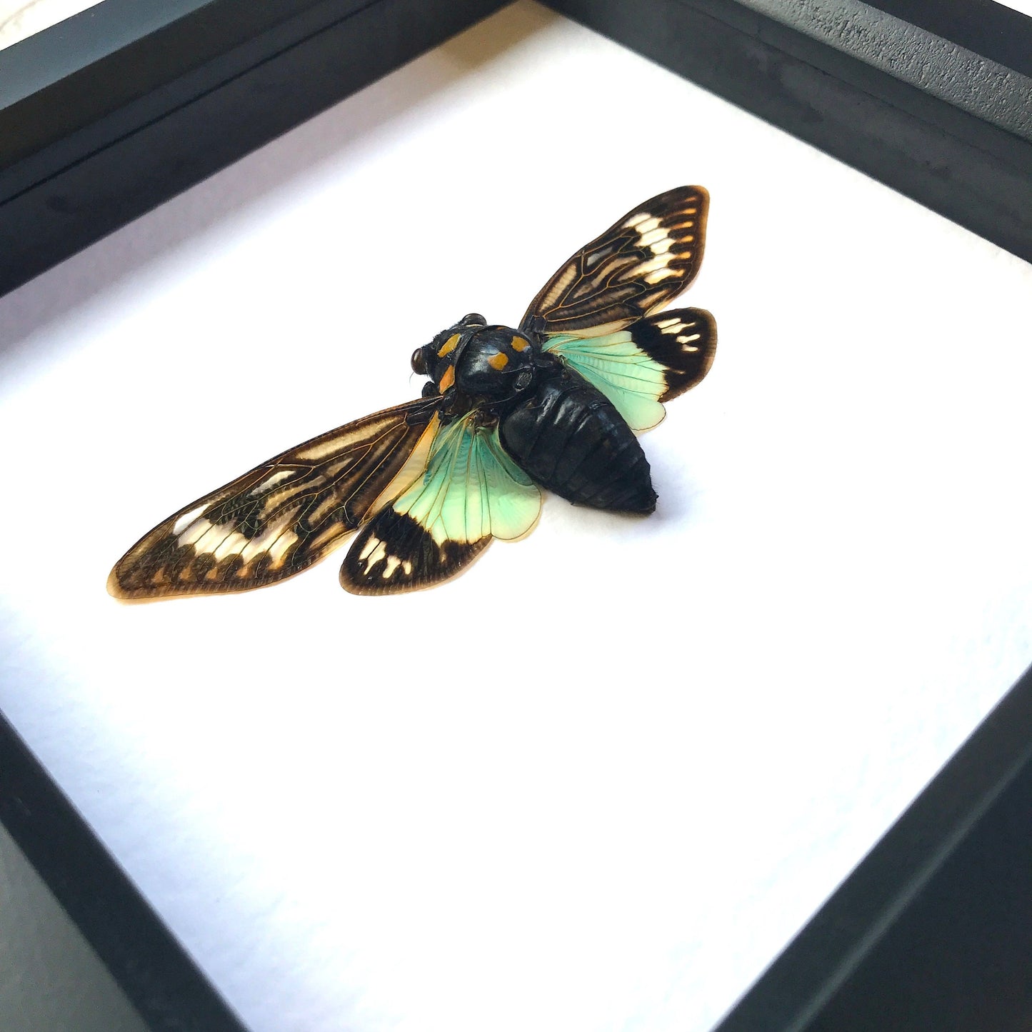 Turquoise Wing Cicada (Tosena splendida) Shadow Box Frame Display Beetle Bug Insect