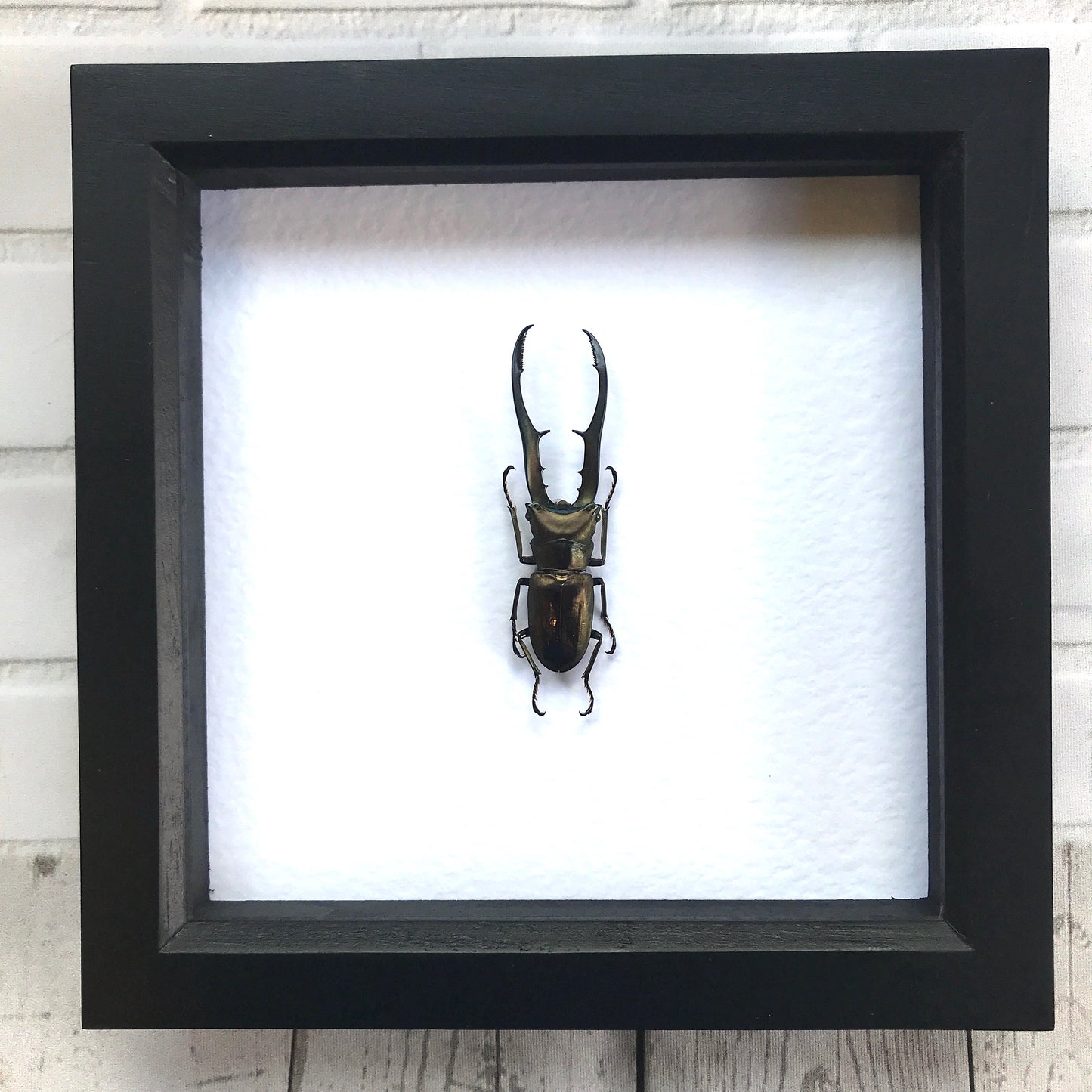 Golden Metallic Stag Beetle (Cyclommatus metallifer) Deep Shadow Box Frame Display Insect Bug