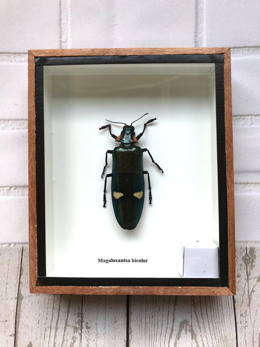 Giant Jewel Beetle (Megaloxantha Bicolor) Box Frame Display Case Beetle Bug Insect