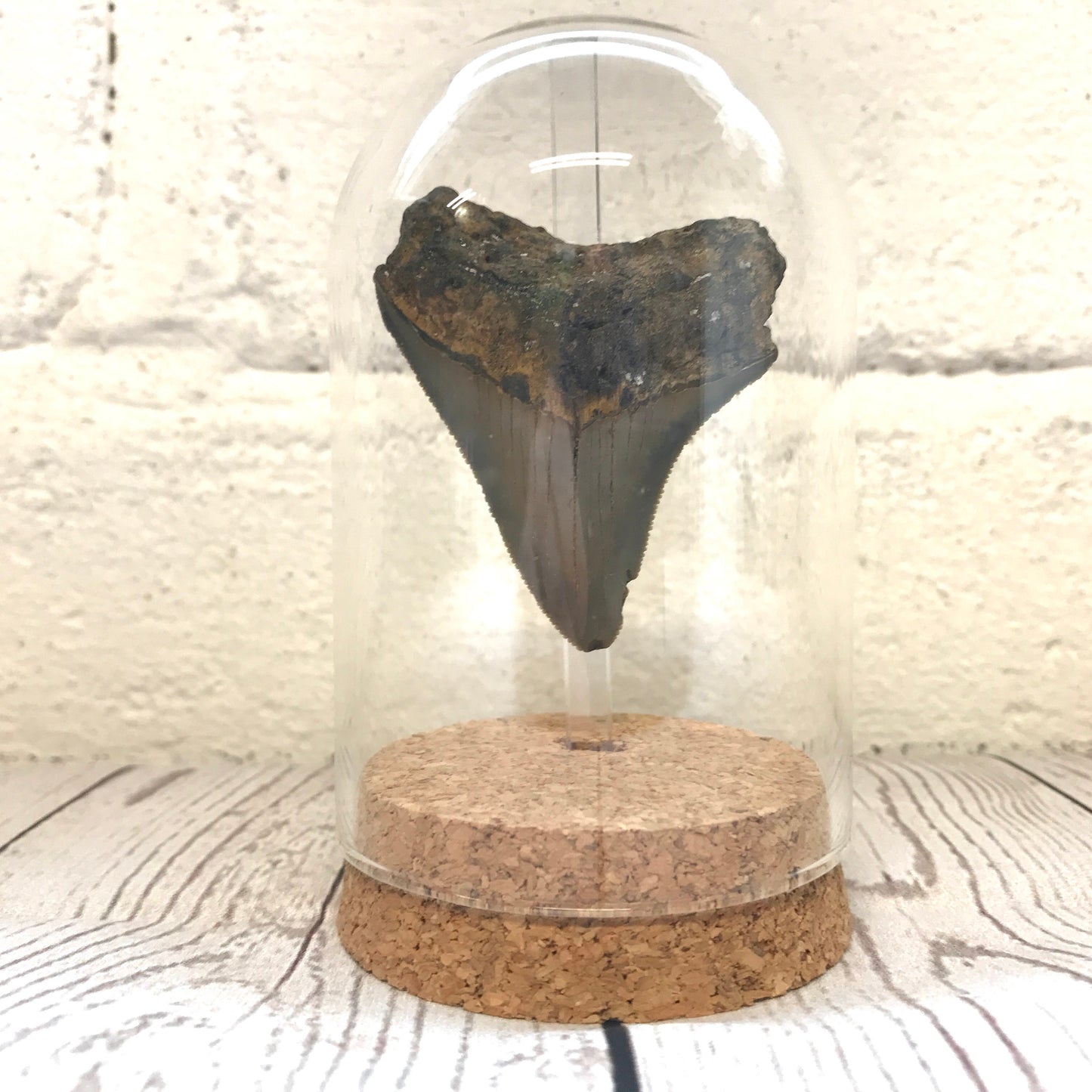 Megalodon Shark Dinosaur Tooth Fossil in Glass Bell Cloche Dome Display Jar Insect