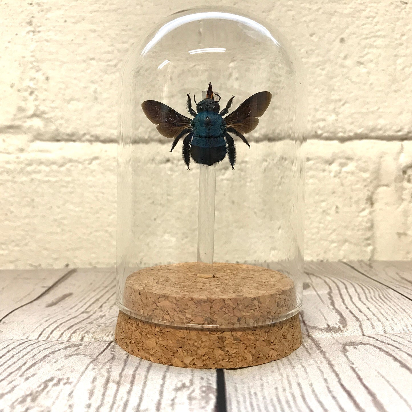 Blue Carpenter Bee (Xylocopa caerulea) Glass Bell Cloche Dome Display Jar Insect