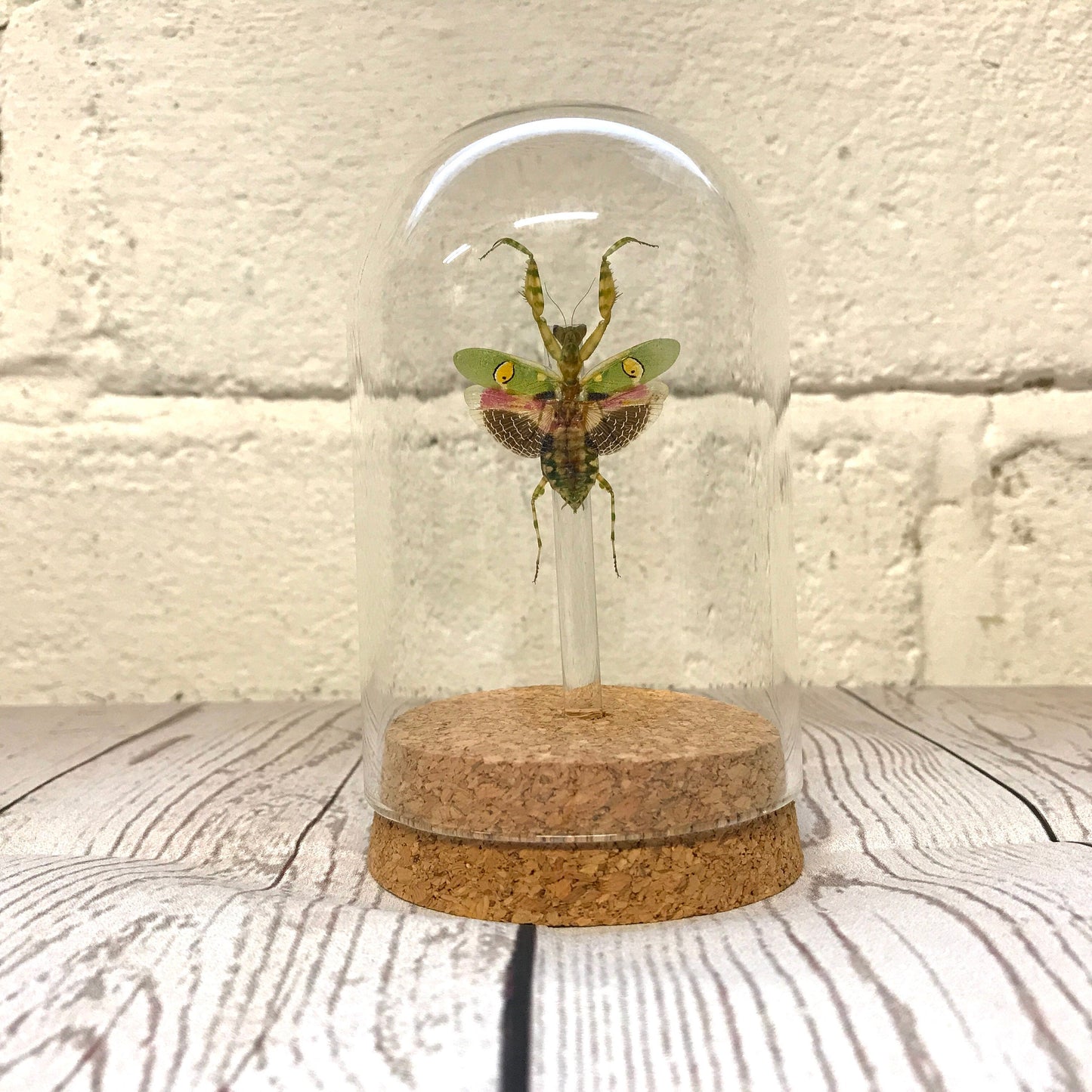 Jewelled Flower Mantis (Creobroter gemmatus) Female in Glass Bell Cloche Dome Display Jar Insect