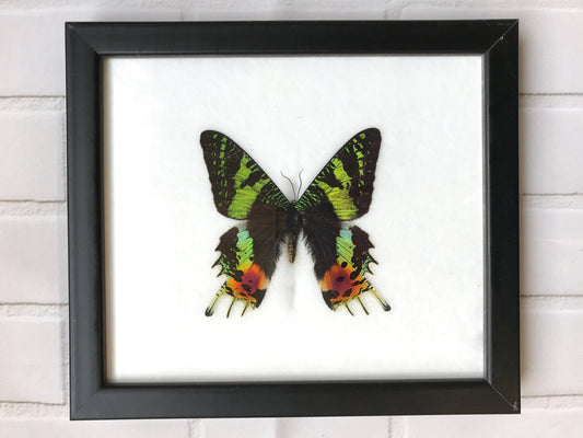 Madagascan Sunset Moth (Chrysiridia Rhipheus) Picture Display Frame Insect Bug