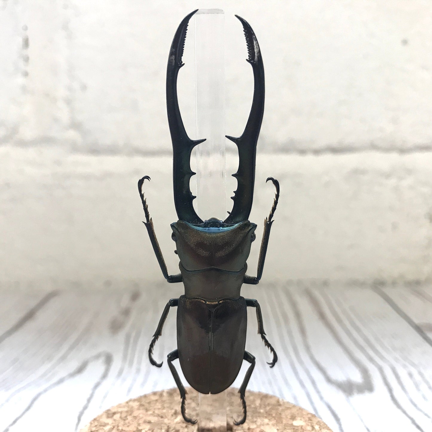 Golden Metallic Stag Beetle (Cyclommatus metallifer) Glass Bell Cloche Dome Display Jar Insect