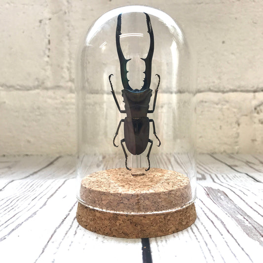 Golden Metallic Stag Beetle (Cyclommatus metallifer) Glass Bell Cloche Dome Display Jar Insect