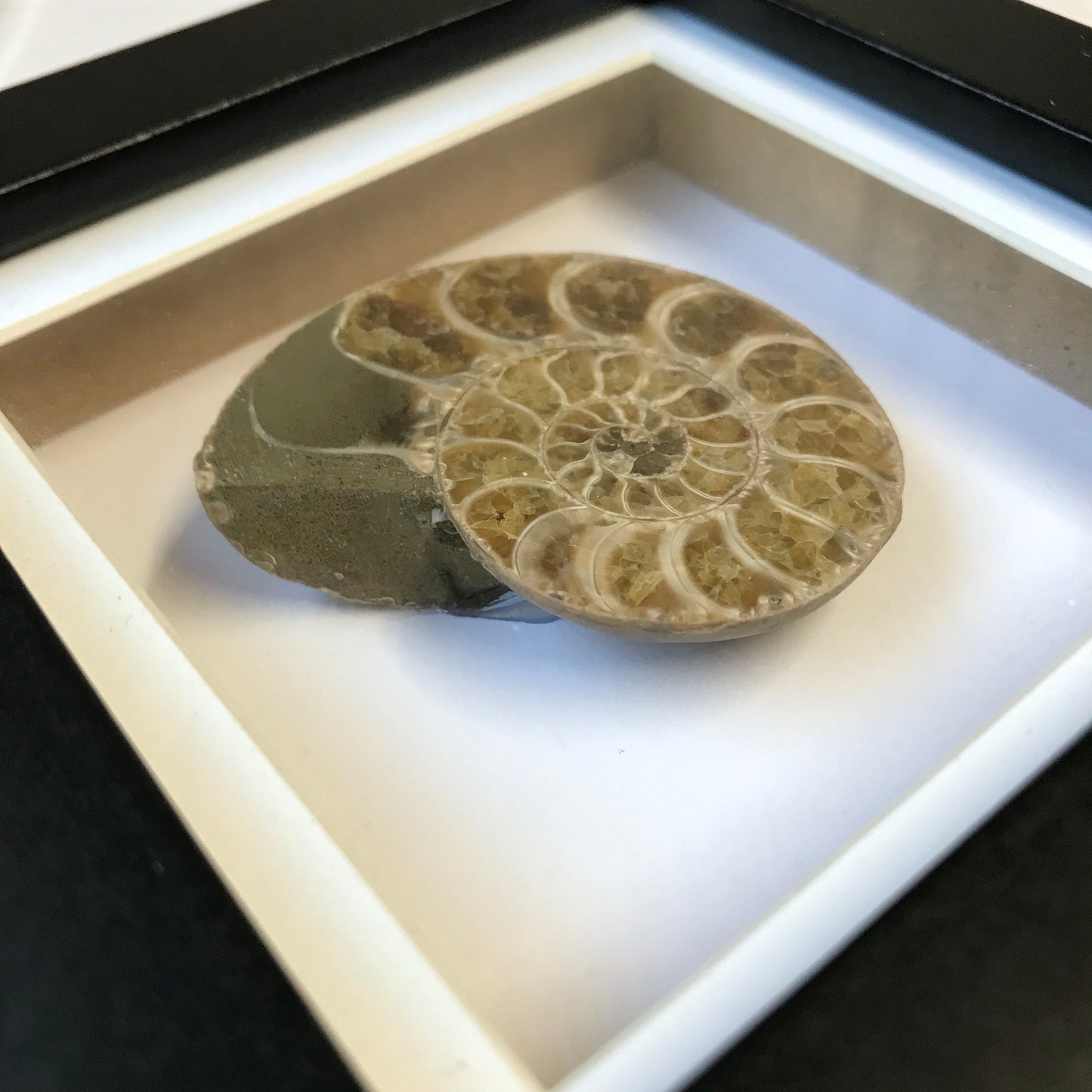 Cleoniceras Ammonite Fossil in Shadow Box Display Frame Insect Natural History