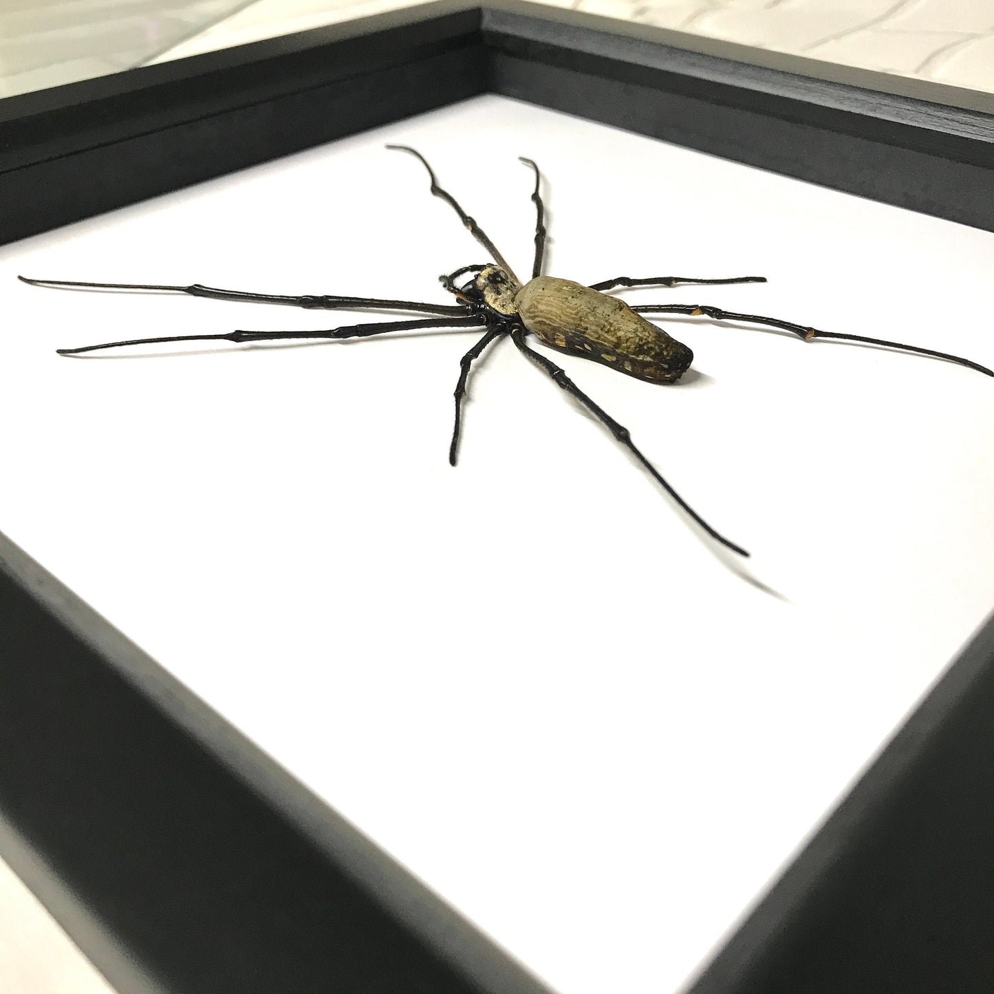 Giant Golden Orb Weaver Spider (Nephila maculata) Deep Shadow Box Frame Display Insect Bug