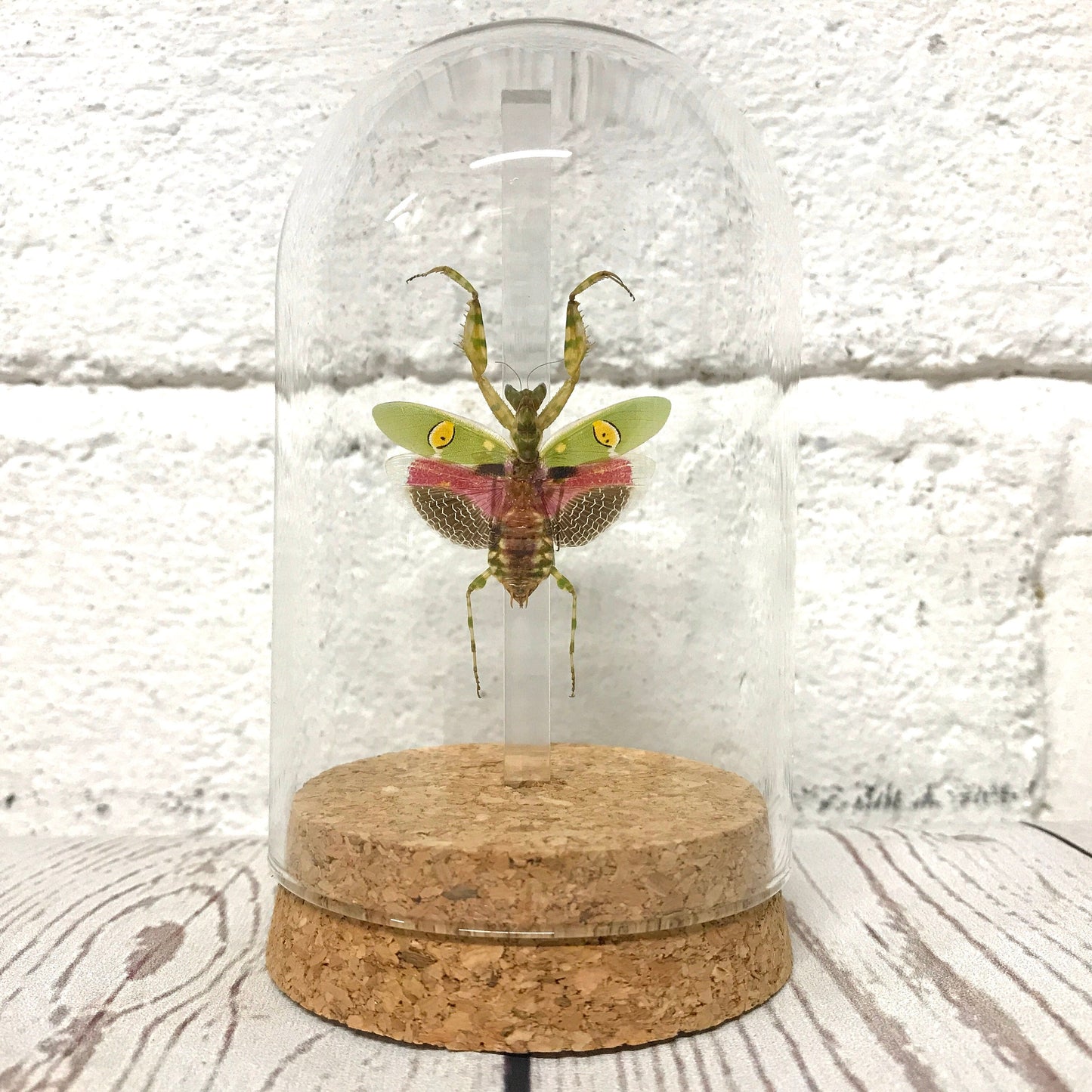 Jewelled Flower Mantis (Creobroter gemmatus) Female in Glass Bell Cloche Dome Display Jar Insect