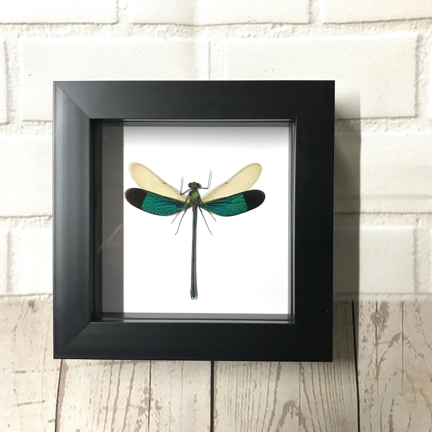 Green Damselfly (Neurobasis chinensis) Deep Shadow Box Frame Display Insect Dragonfly