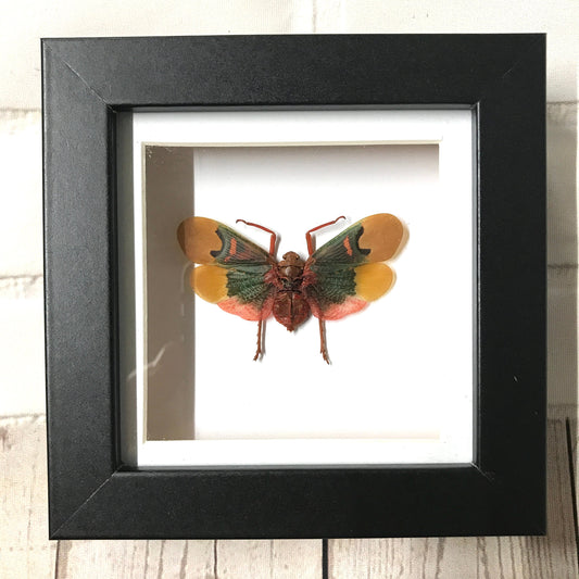 Lanternfly (Scamandra thetis) Cicada Deep Shadow Box Frame Display Insect Bug