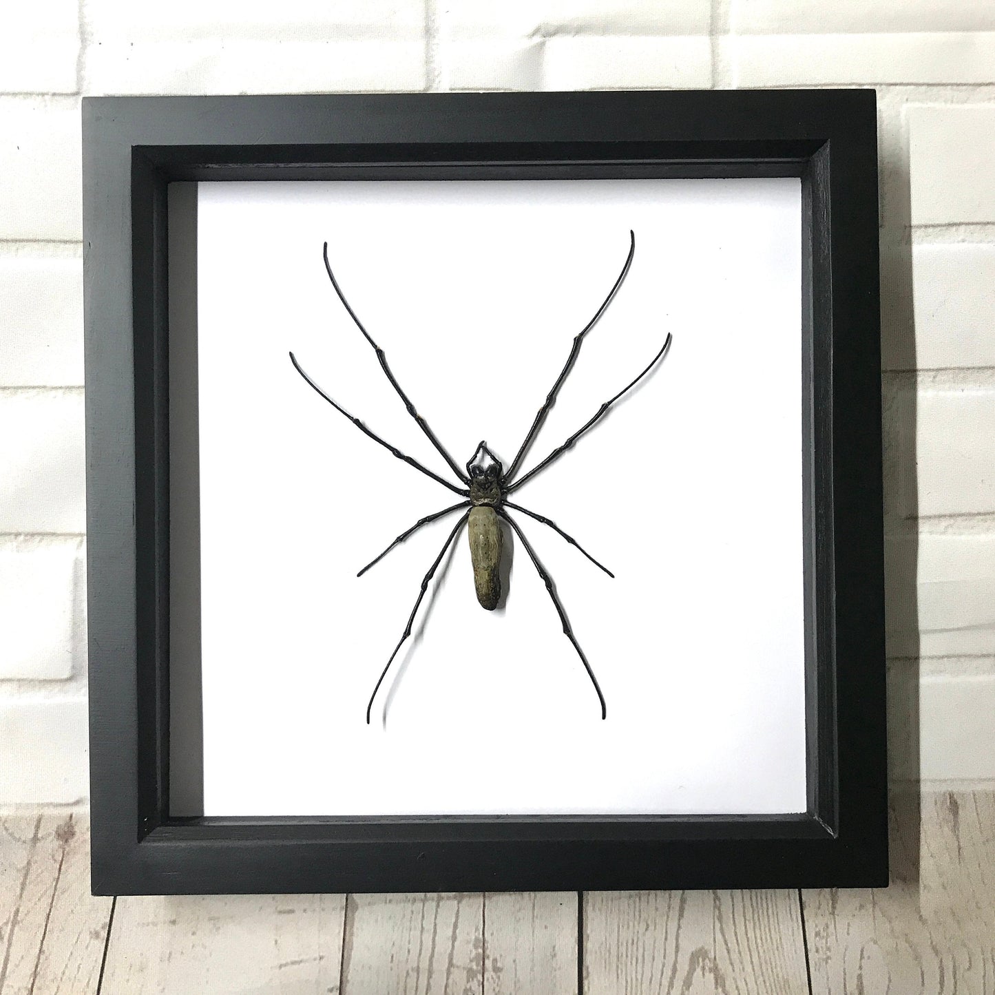 Giant Golden Orb Weaver Spider (Nephila maculata) Deep Shadow Box Frame Display Insect Bug