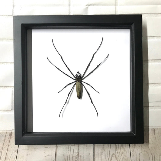 Giant Golden Orb Weaver Spider (Nephila maculata) Deep Shadow Box Frame Display Insect Bug