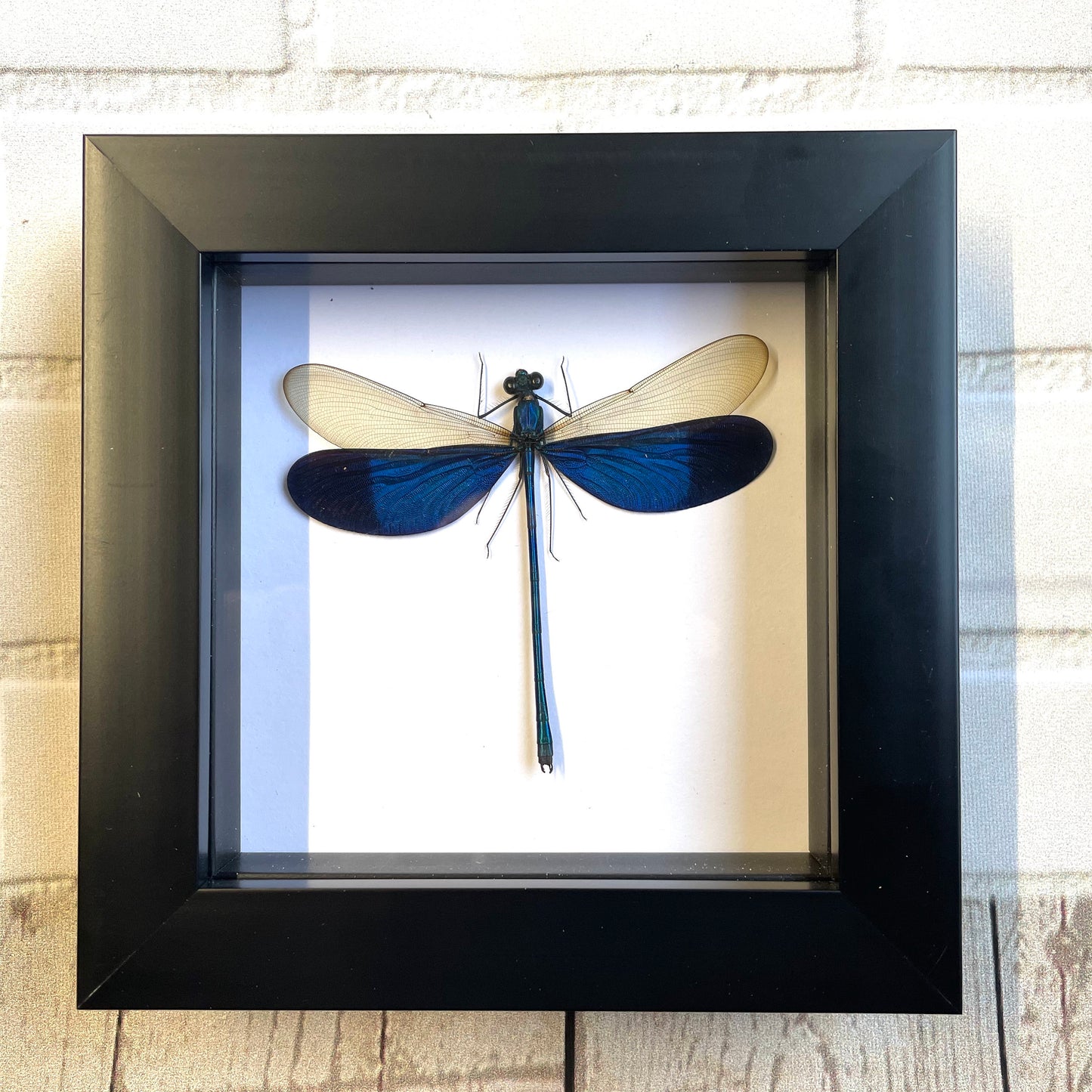 Blue Damselfly (Neurobasis kaupi) Deep Shadow Box Frame Display Insect Dragonfly