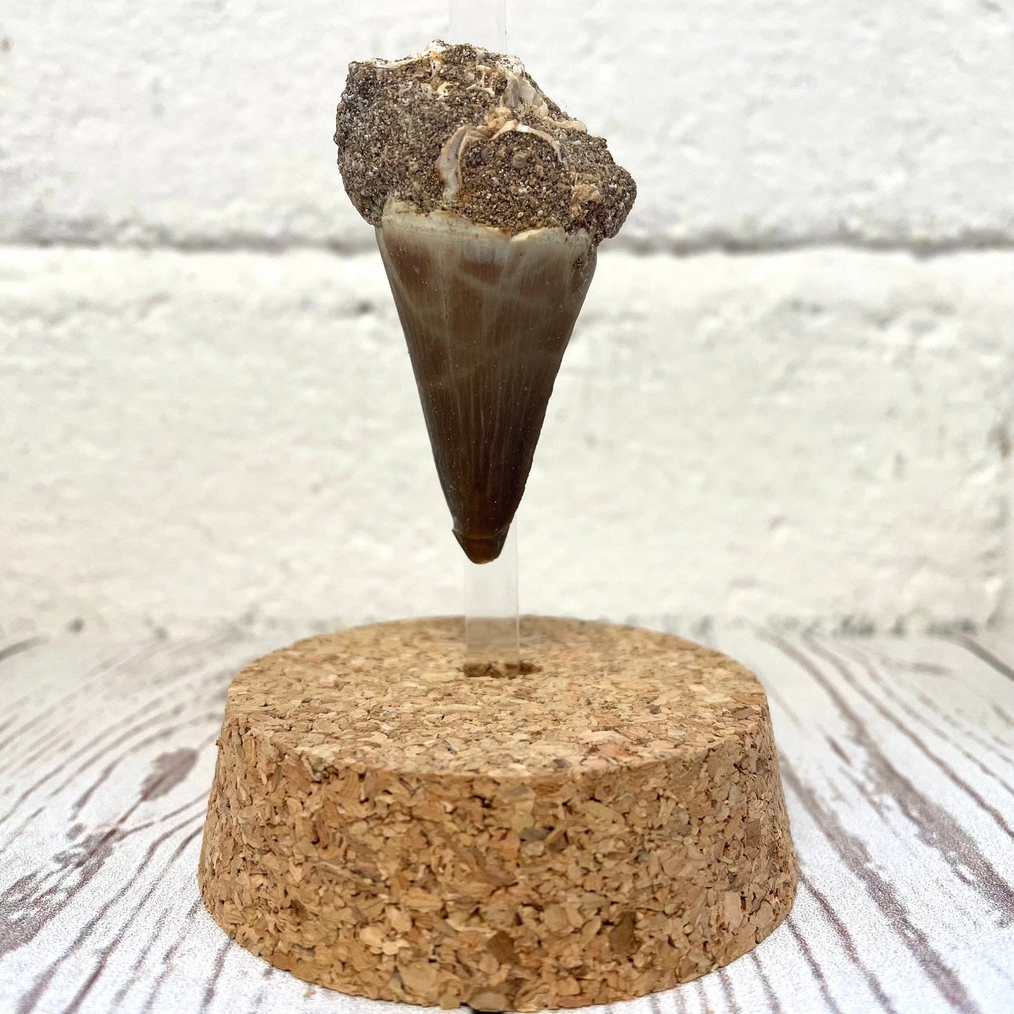 Mosasaurus Dinosaur Tooth Fossil in Glass Bell Cloche Dome Display Jar Insect