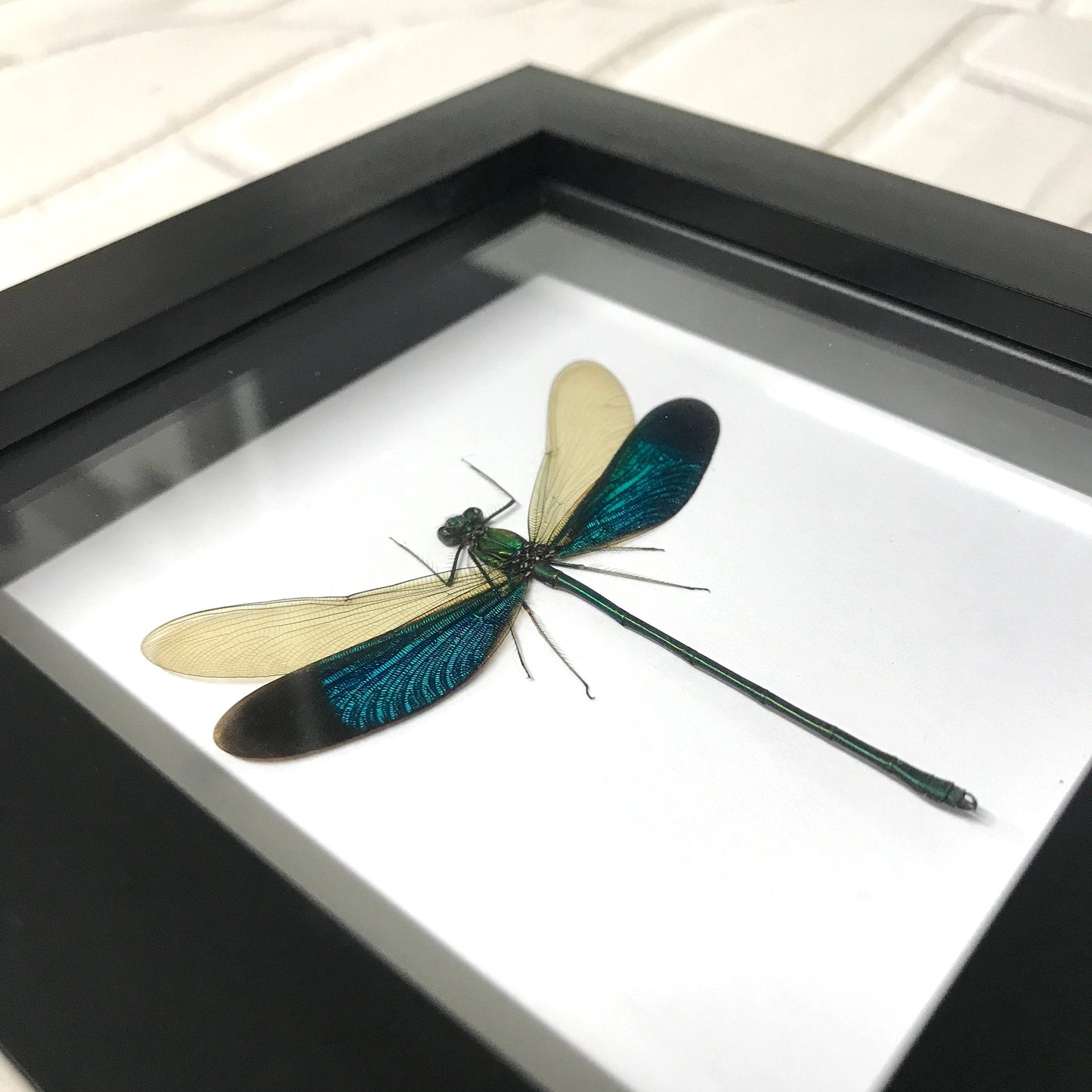 Green Damselfly (Neurobasis chinensis) Deep Shadow Box Frame Display Insect Dragonfly