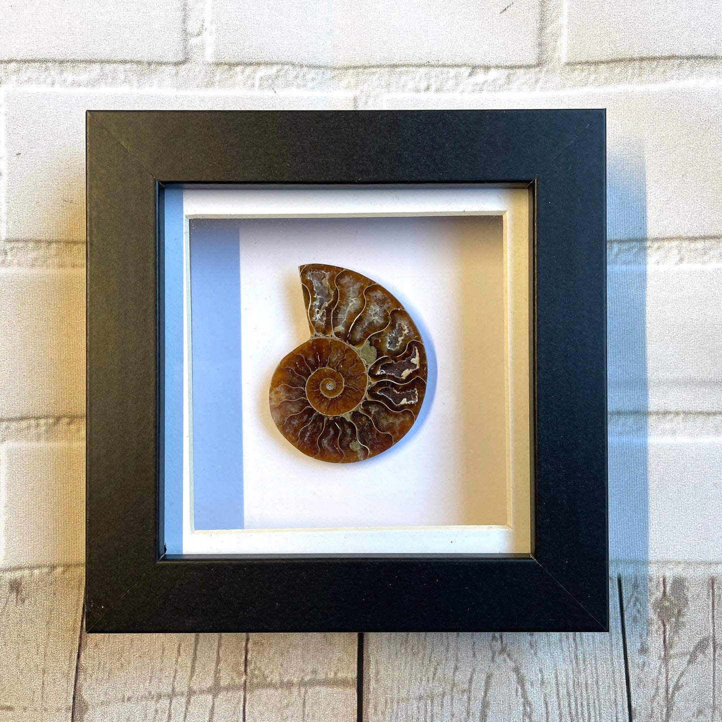 Cleoniceras Ammonite Fossil in Shadow Box Display Frame Insect Natural History