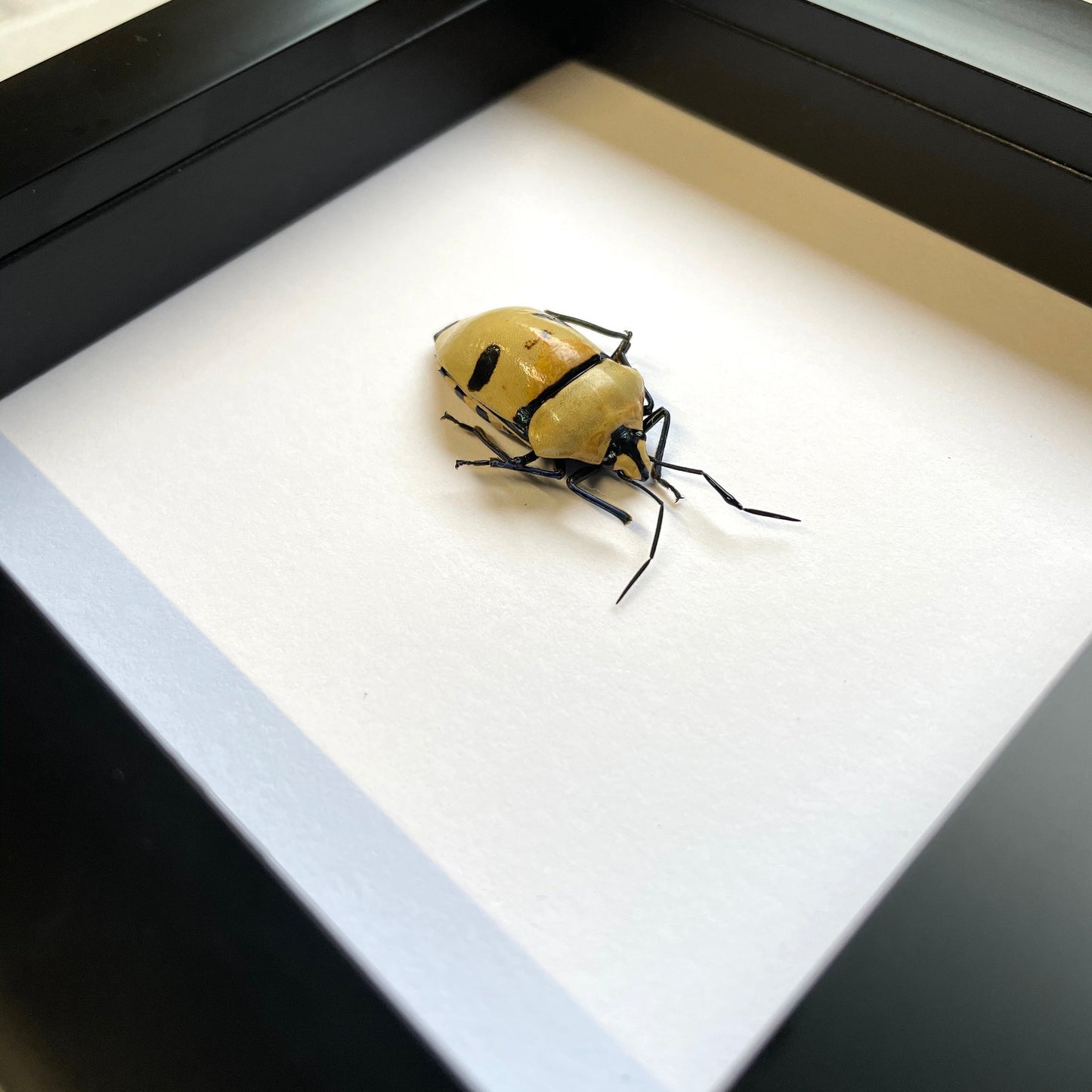 Pearl Man Face Stink Bug (Eucorysses grandis) Deep Shadow Box Frame Display Beetle Insect Bug