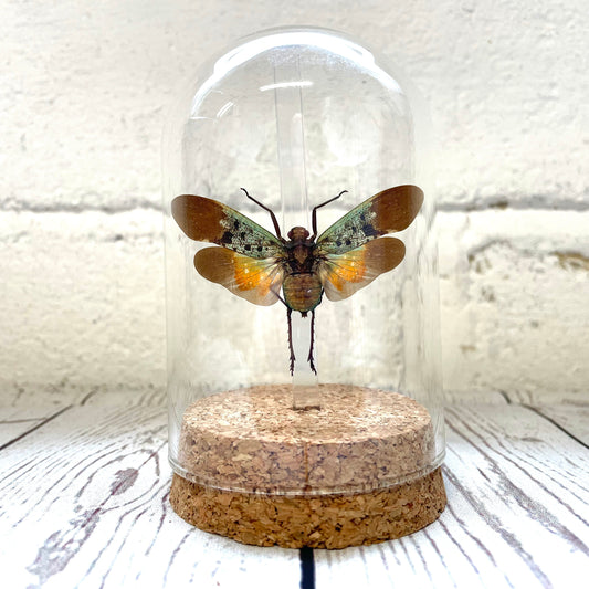 Lanternfly (Penthicodes farinosa tulia) Cicada Glass Bell Cloche Dome Display Jar Insect