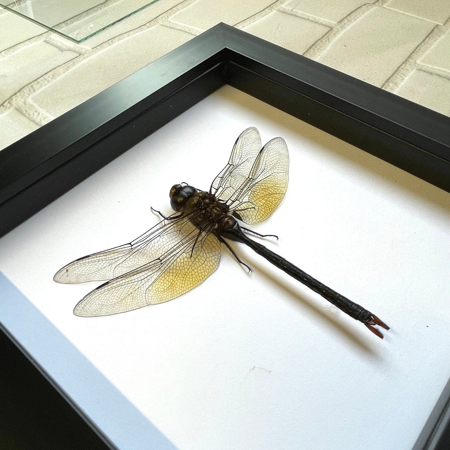 Green Emperor Dragonfly (Anax gibbosulus) Damselfly Deep Shadow Box Frame Display Insect Bug