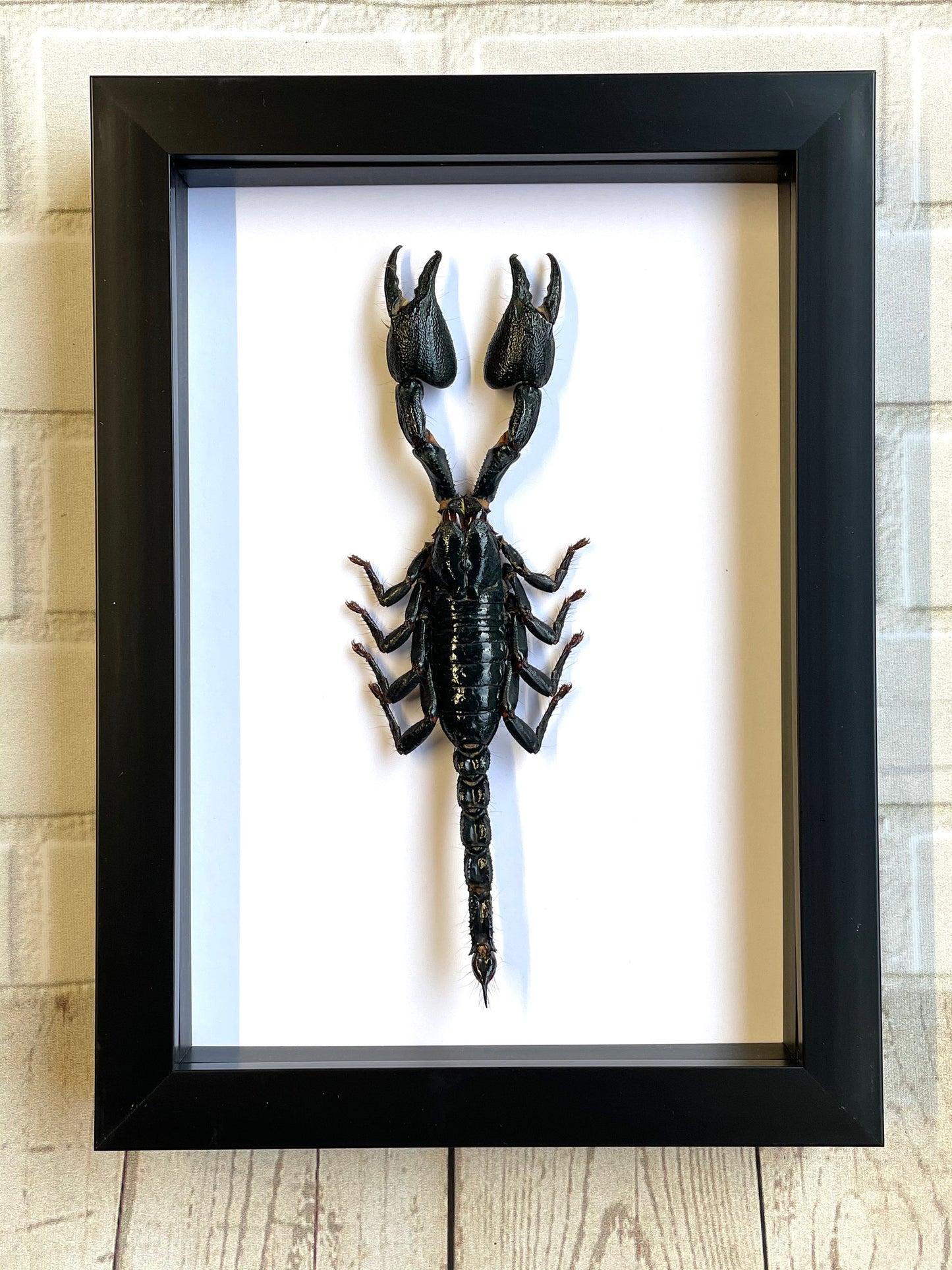 Indo Forest Scorpion (Heterometrus cyaneus) Deep Shadow Box Frame Display Insect Bug