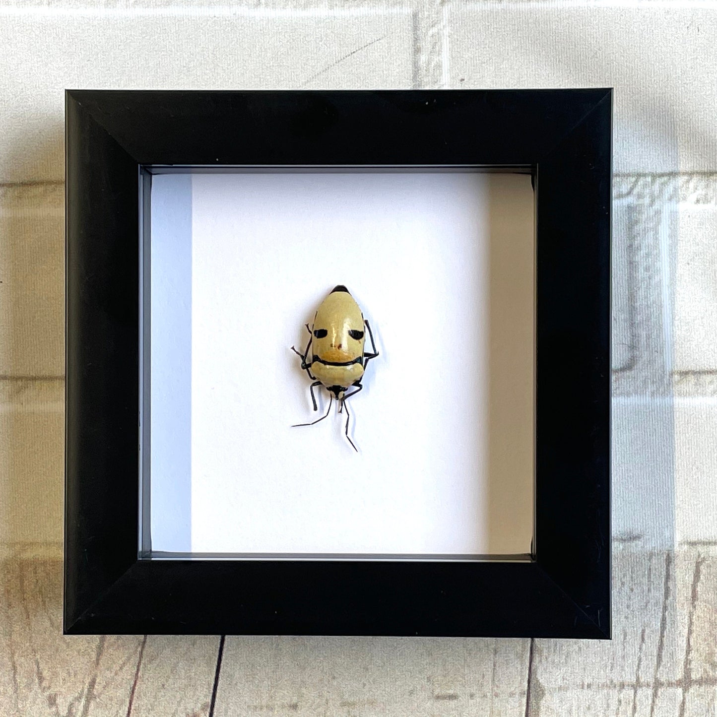 Pearl Man Face Stink Bug (Eucorysses grandis) Deep Shadow Box Frame Display Beetle Insect Bug