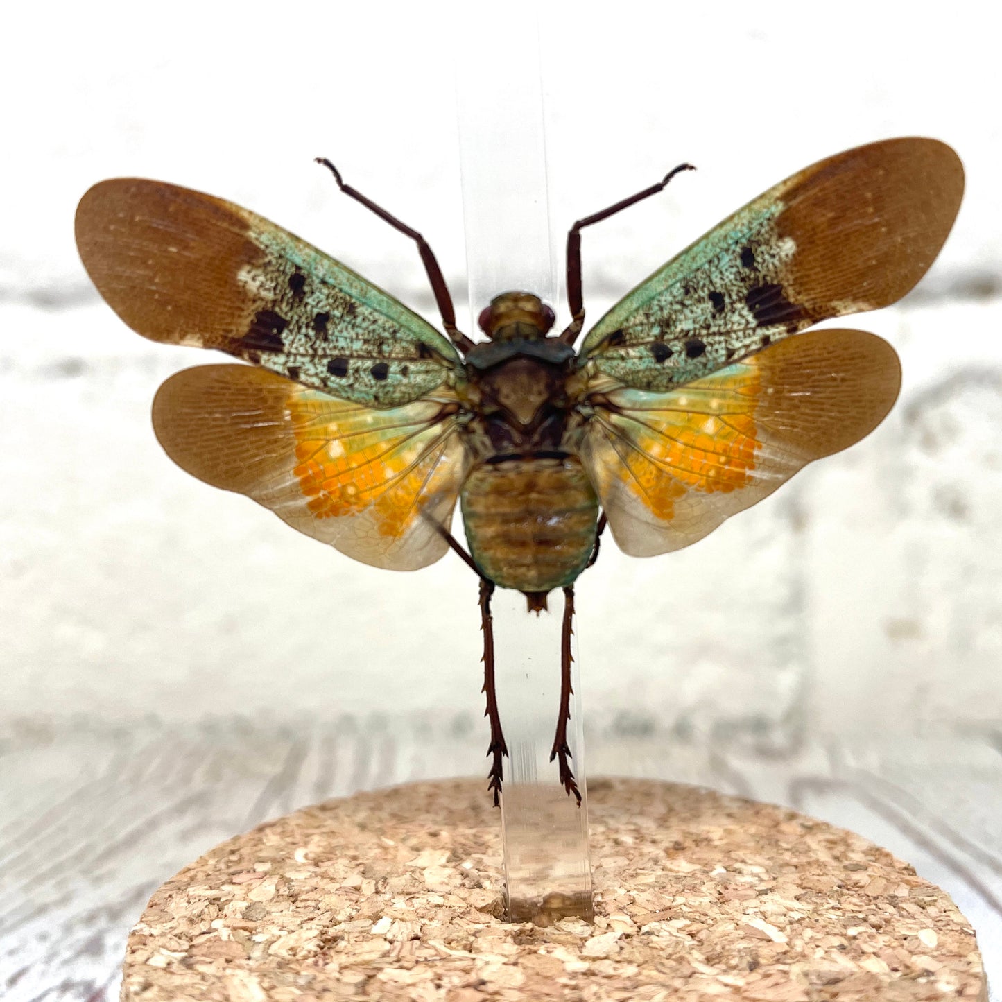 Lanternfly (Penthicodes farinosa tulia) Cicada Glass Bell Cloche Dome Display Jar Insect