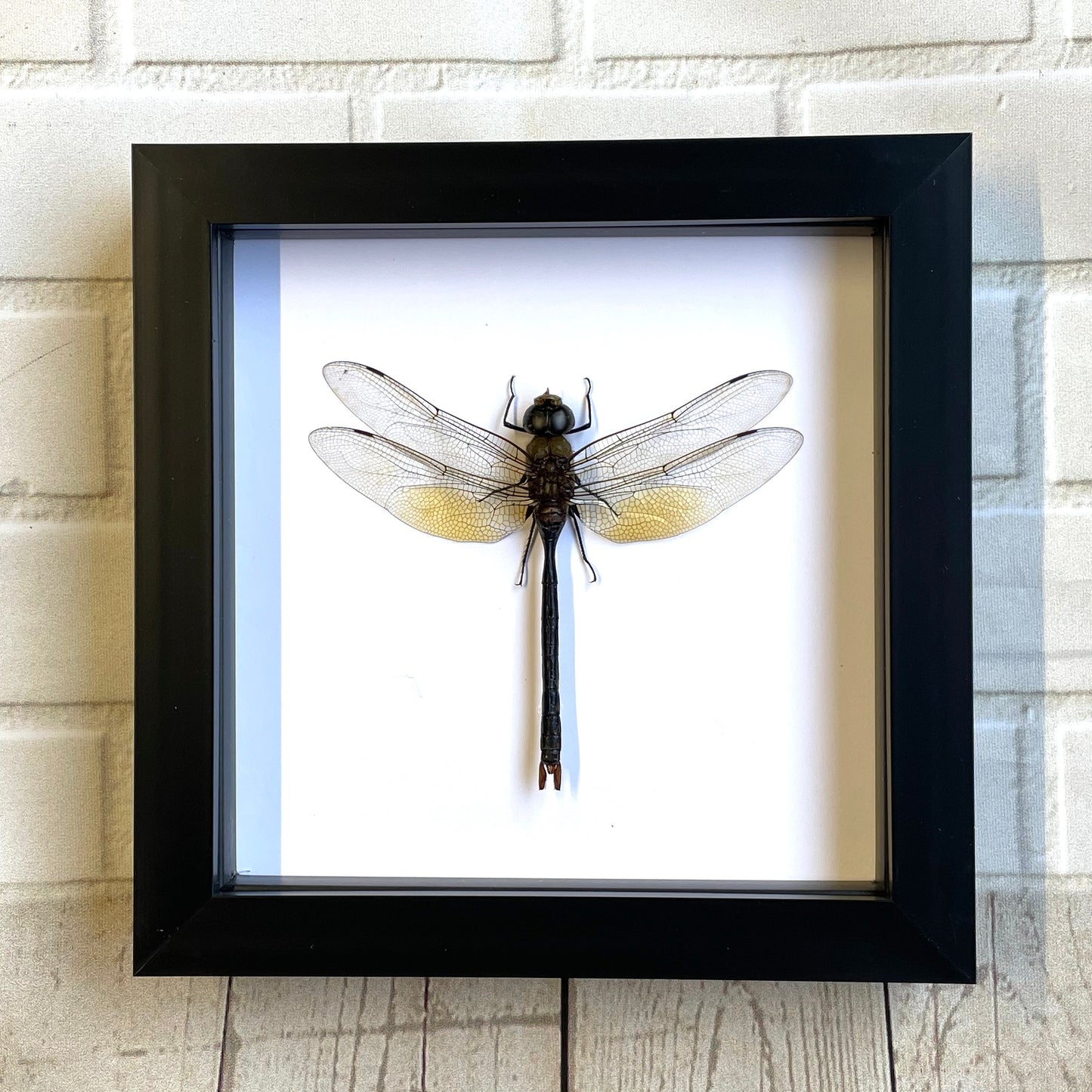 Green Emperor Dragonfly (Anax gibbosulus) Damselfly Deep Shadow Box Frame Display Insect Bug