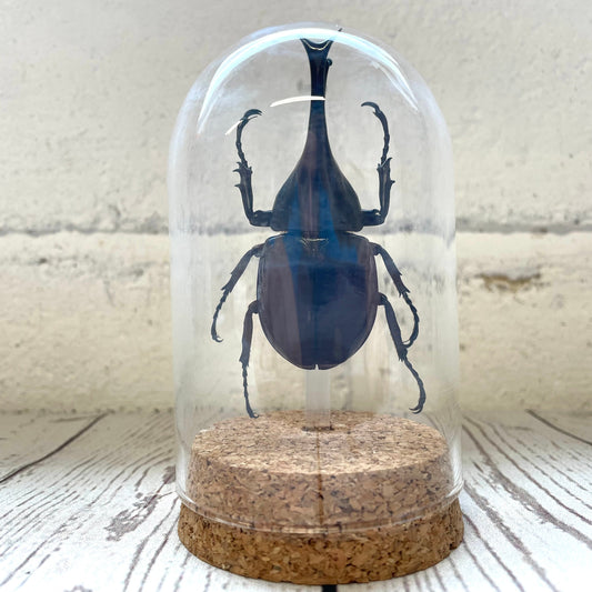 Thai Fighting Beetle (Xylotrupes gideon) Glass Bell Cloche Dome Display Jar Insect